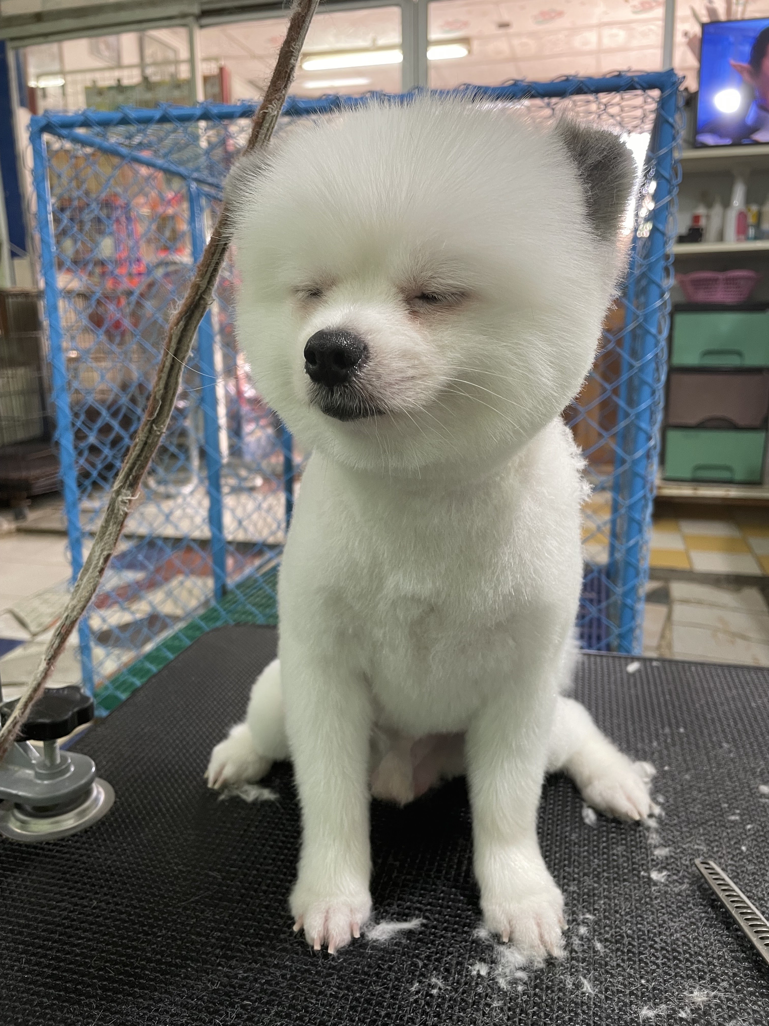 Ploy Grooming & Pet Shop