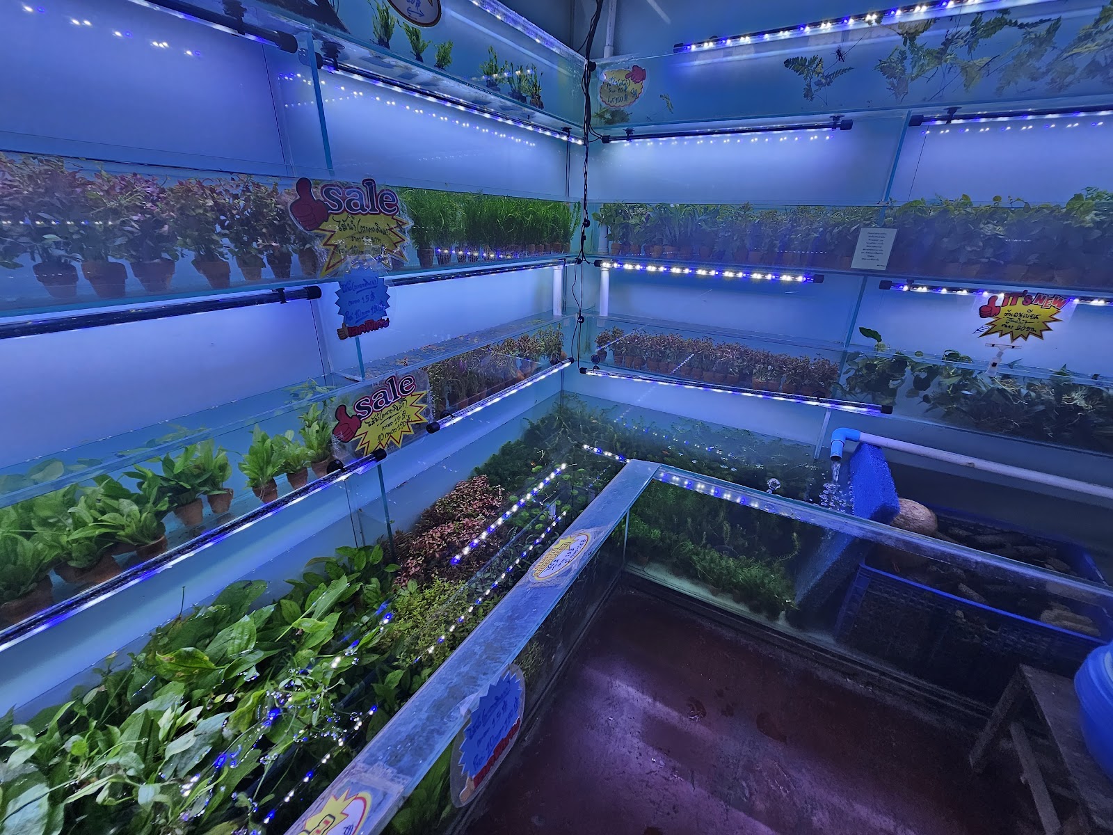 Shogun Fish Farm Fish Store