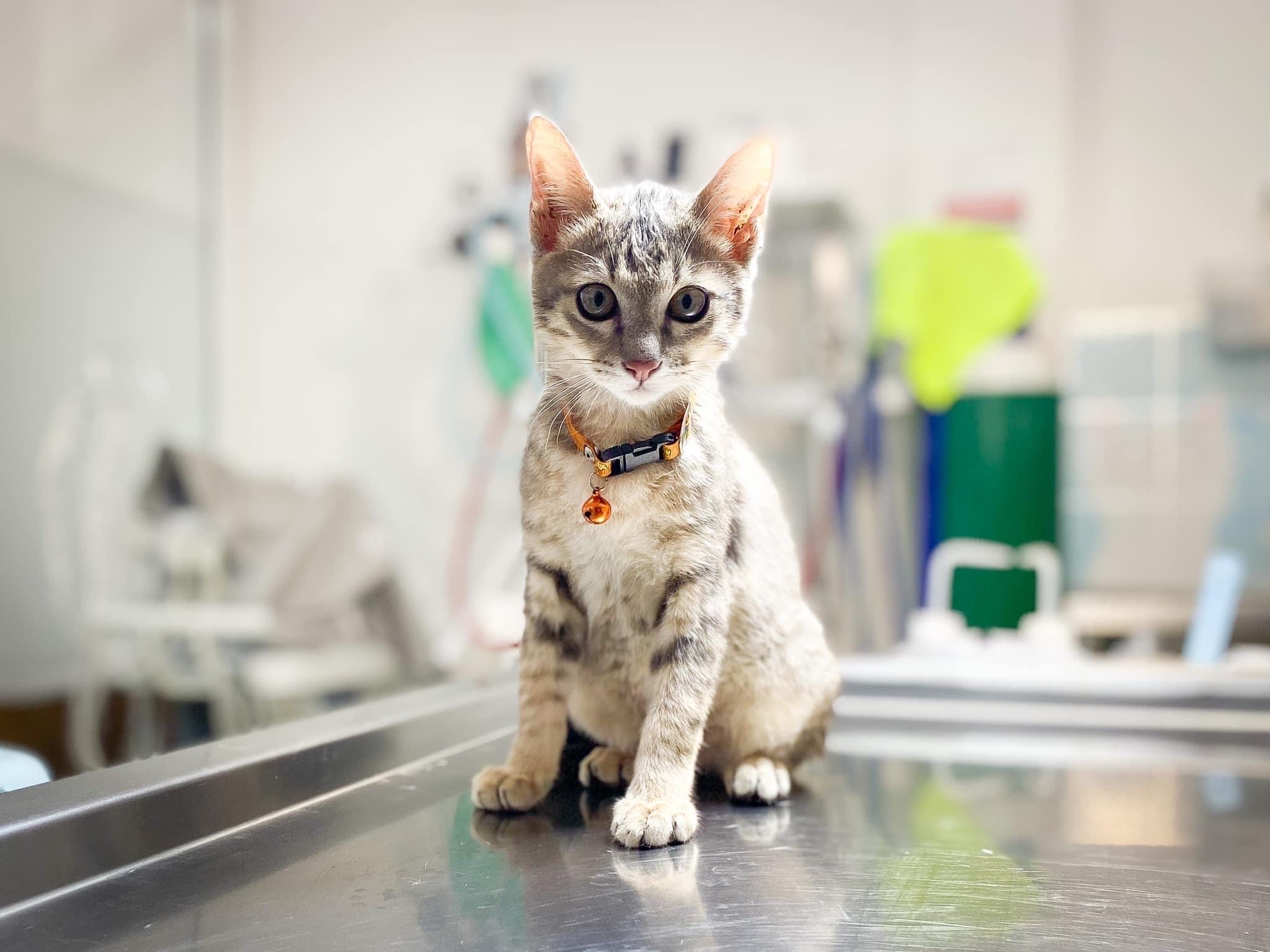 Takecare vet clinic