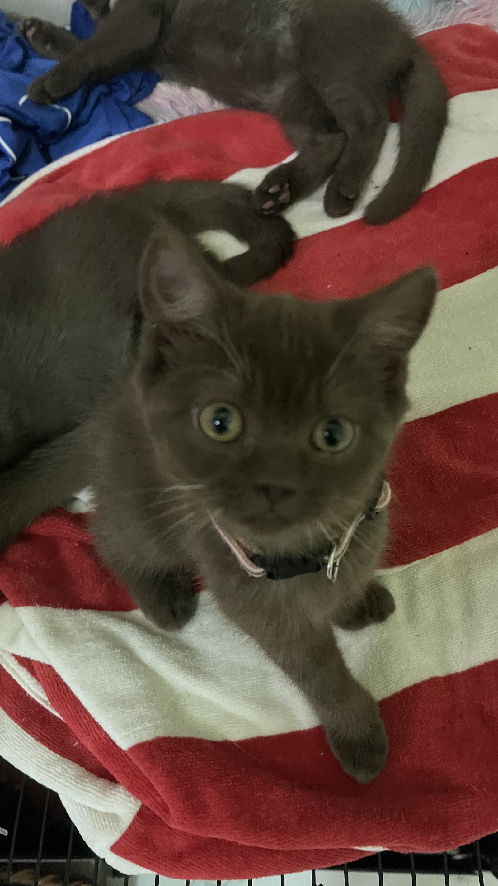 Tiffany Cattery