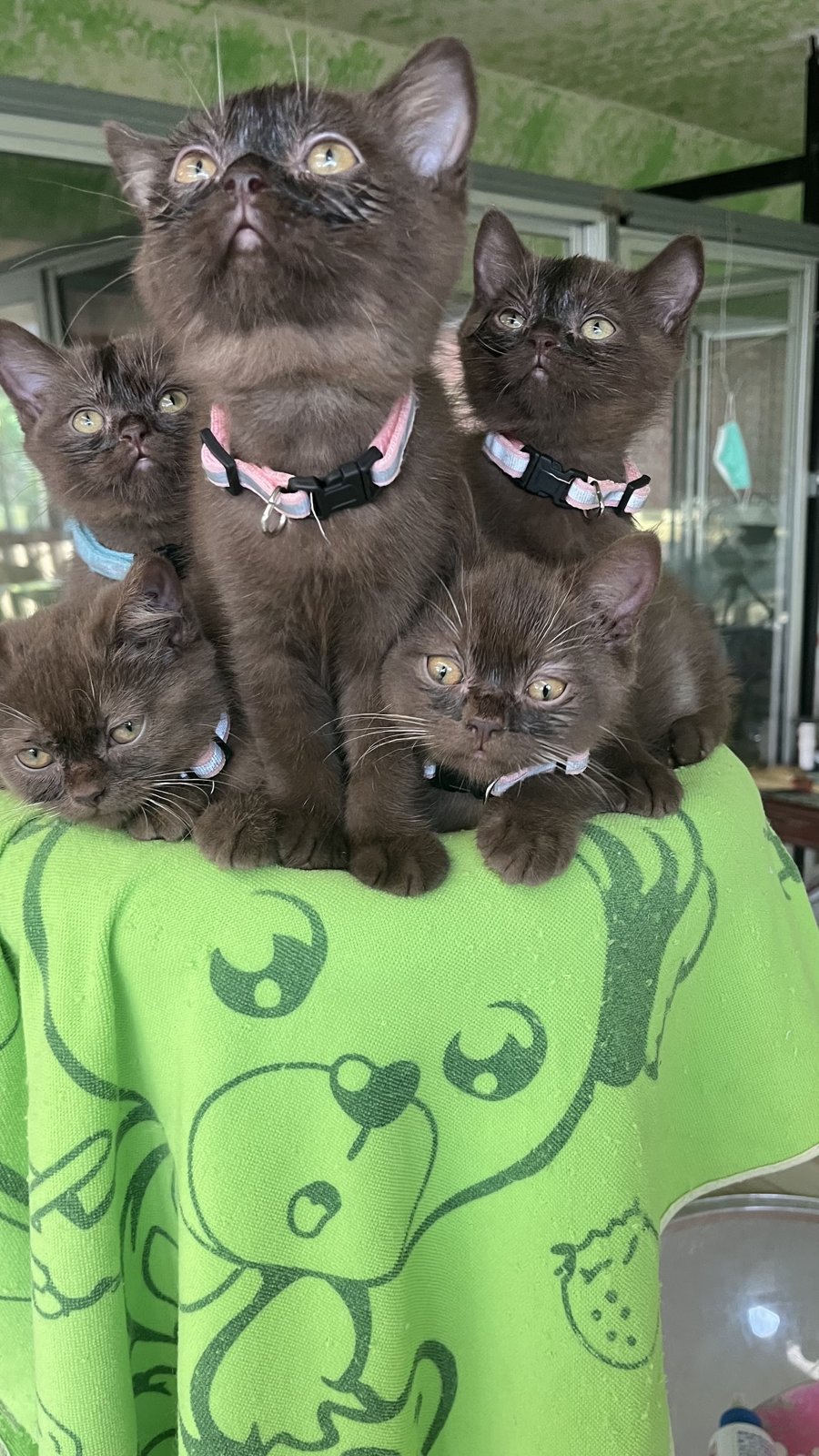 Tiffany Cattery