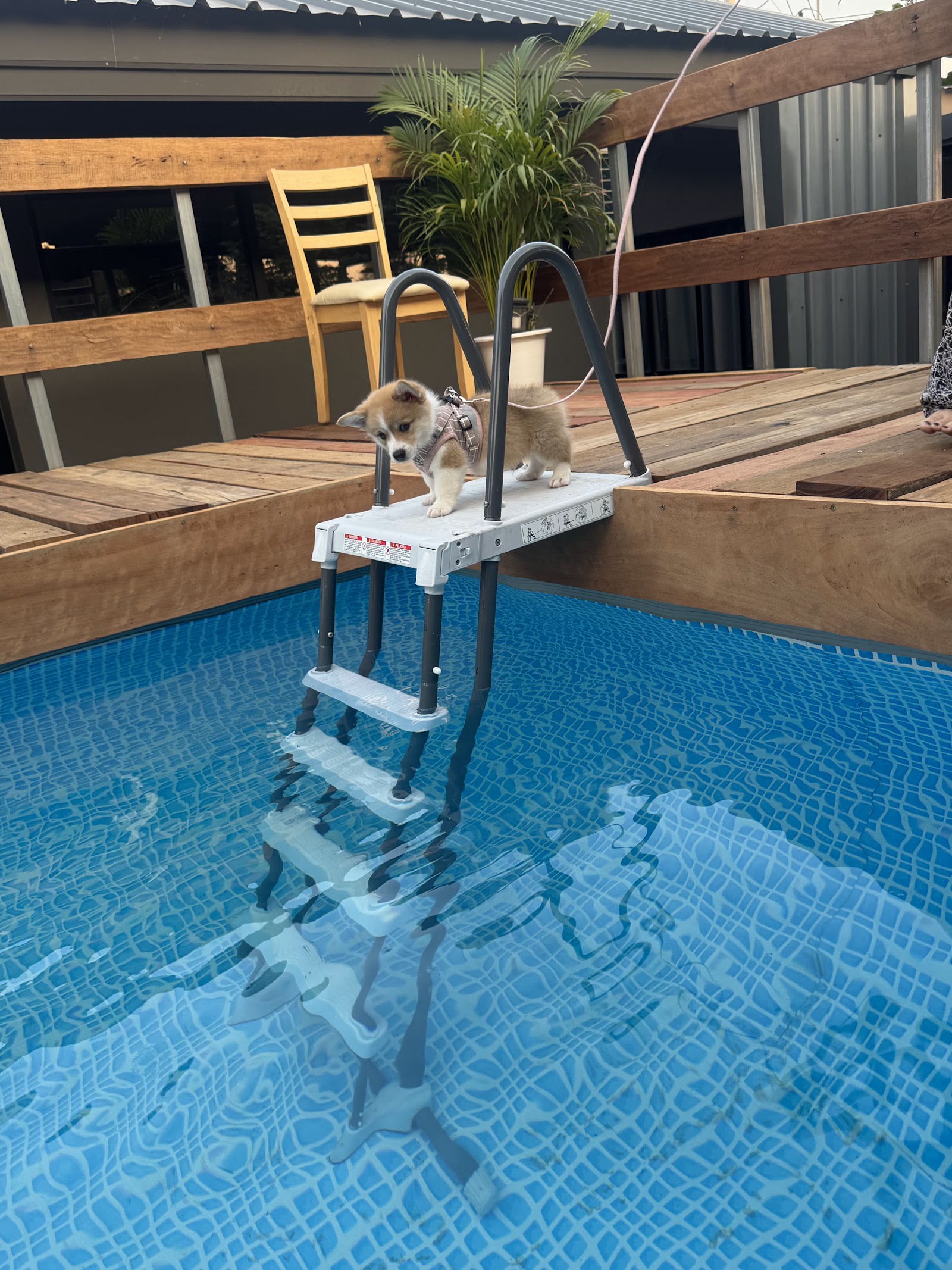 BaanMax Boutique Pet Resort & Lodge, Chiangrai,Thailand
