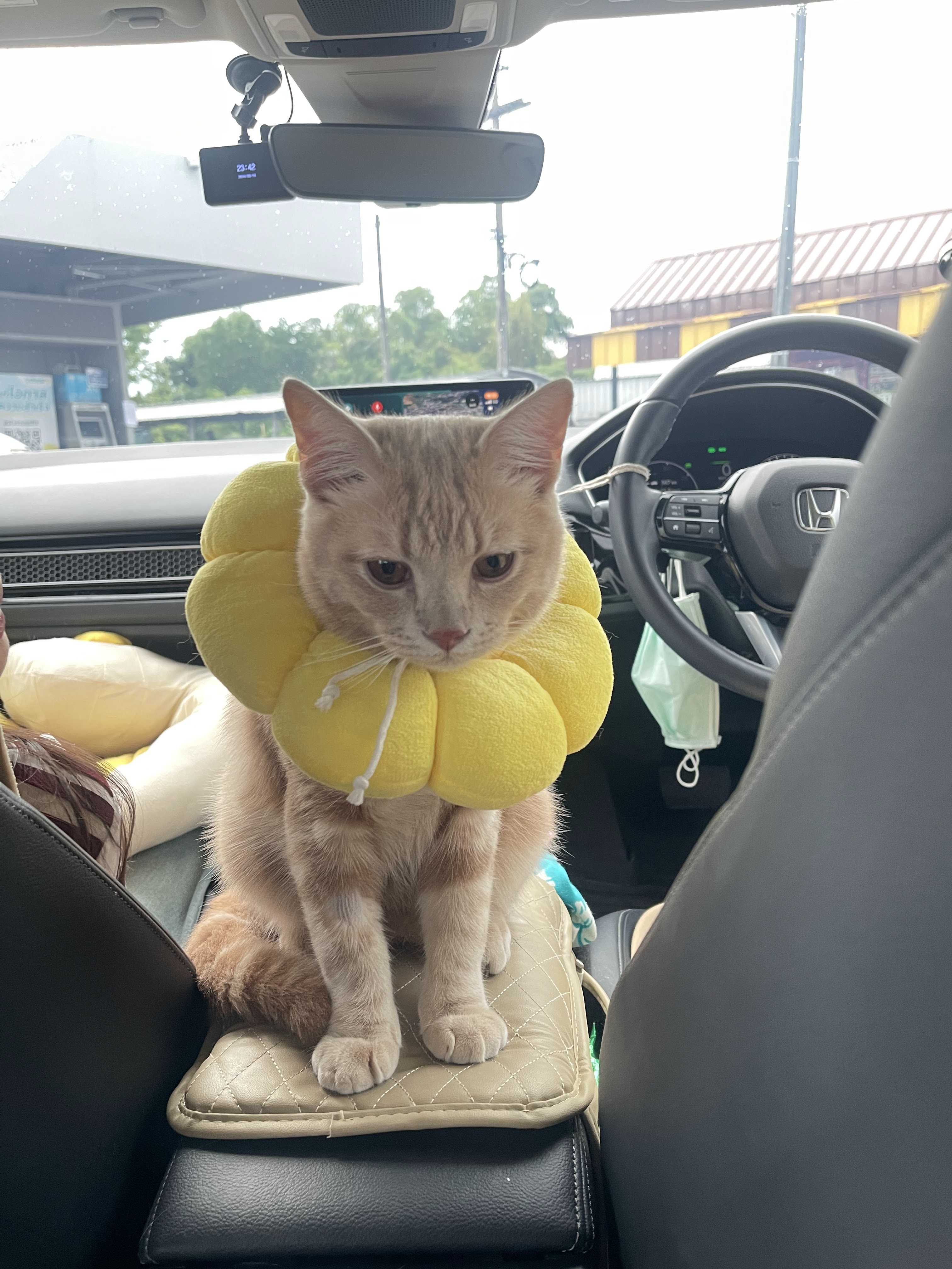 Pettrovert Animal Clinic