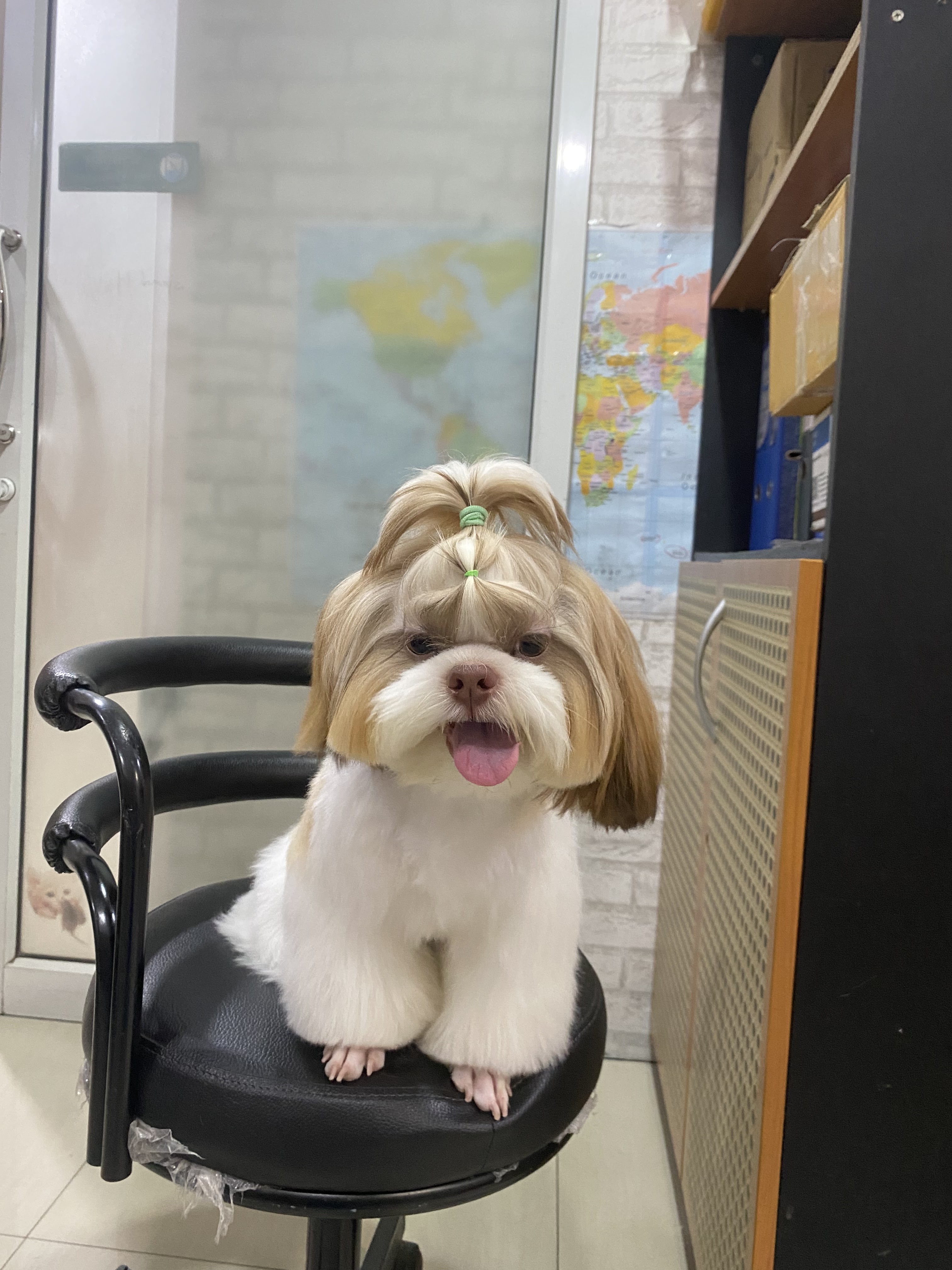 Pattaya Animal Clinic