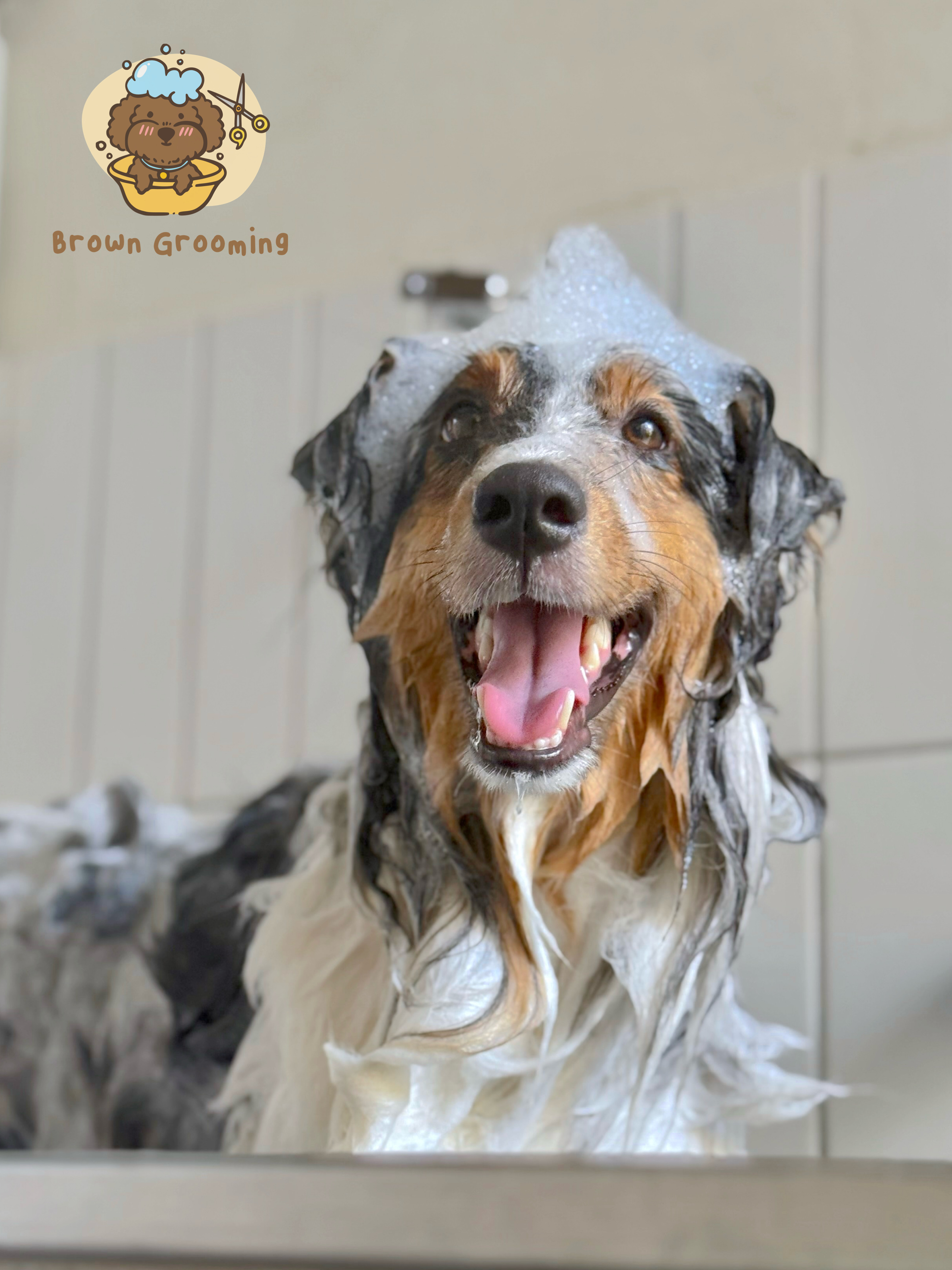 Brown Grooming & Pet Homestay