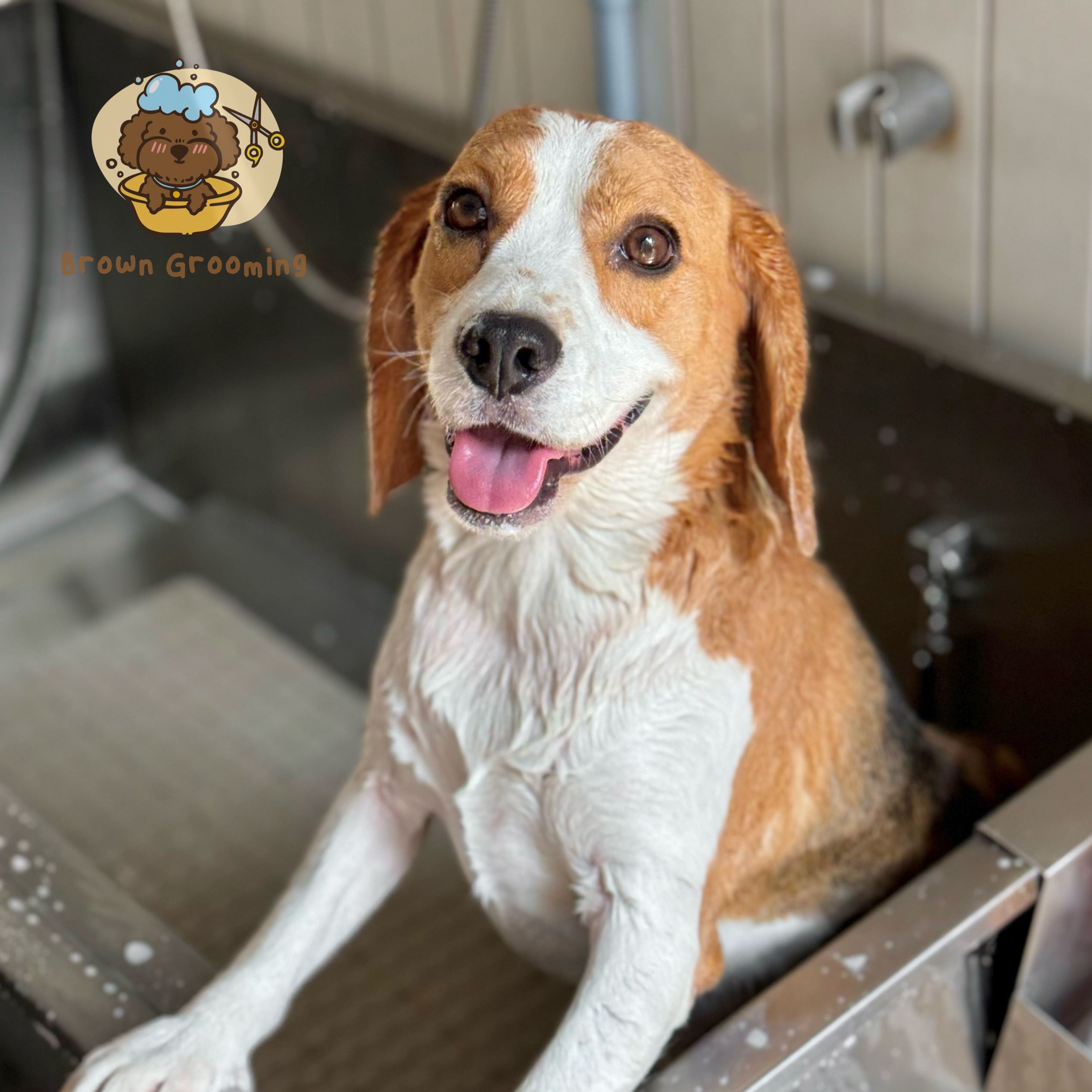 Brown Grooming & Pet Homestay