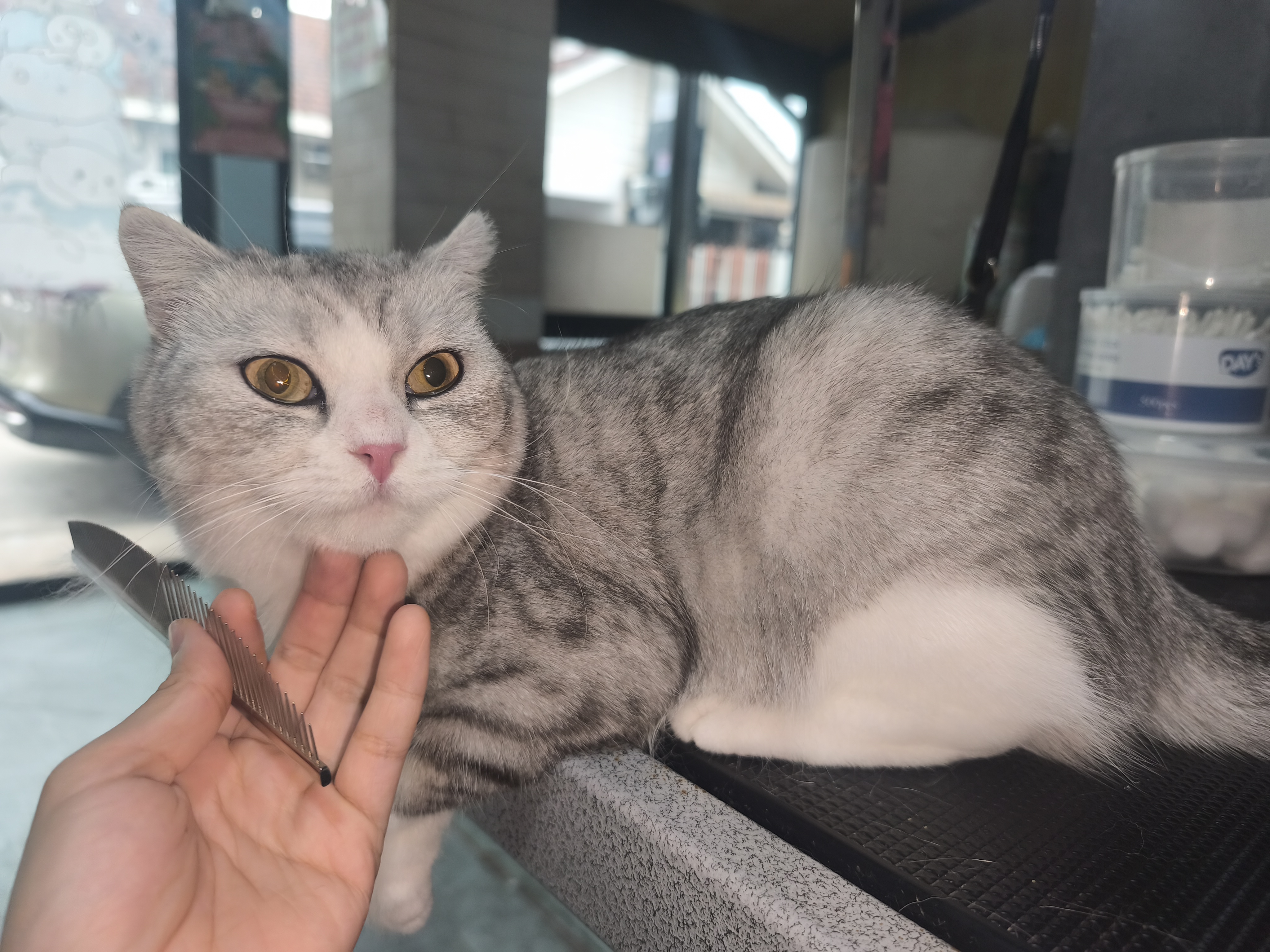 Cat empire