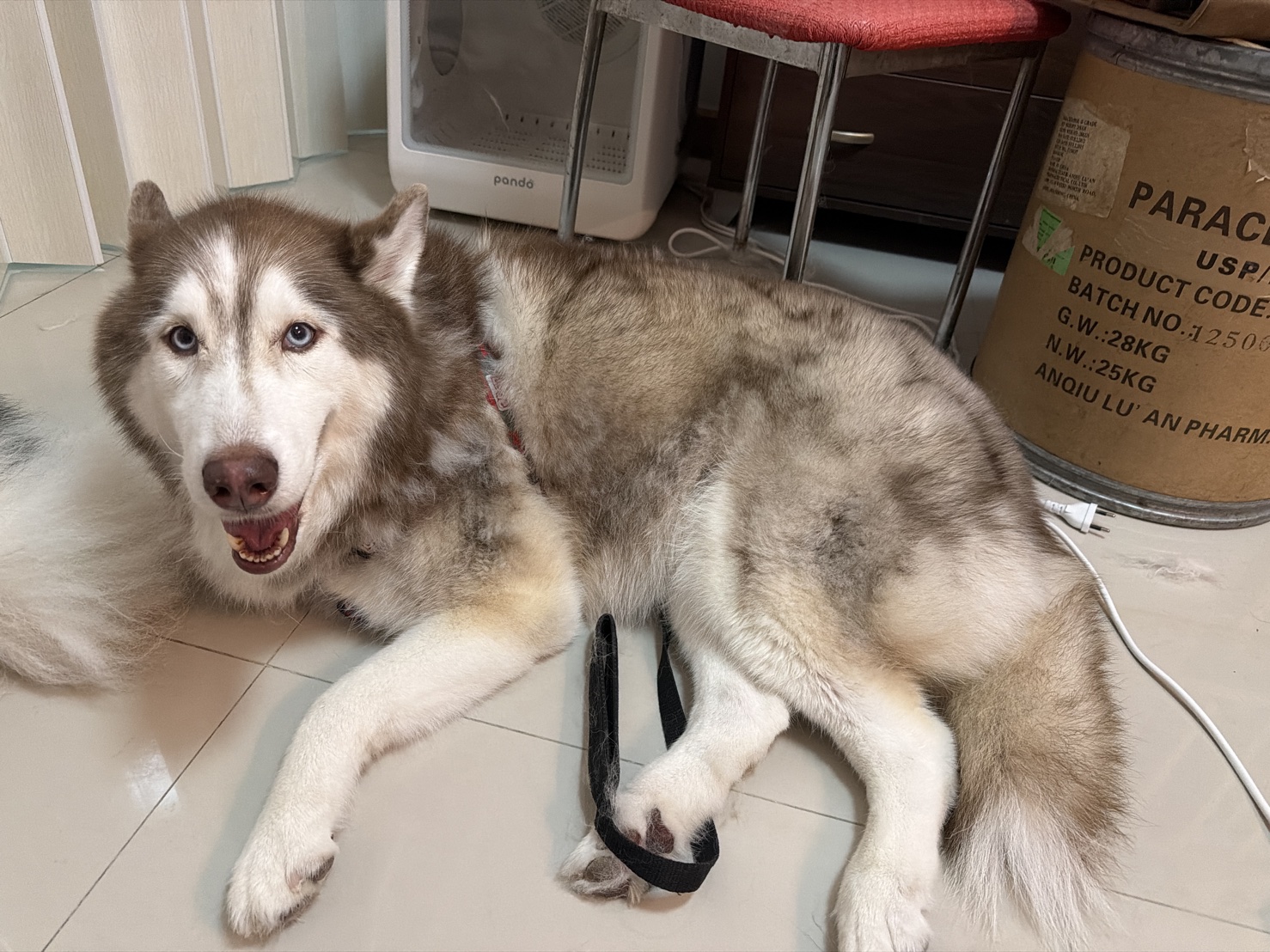 Fragrant Paws Grooming & Spa Laem Chabang Chonburi