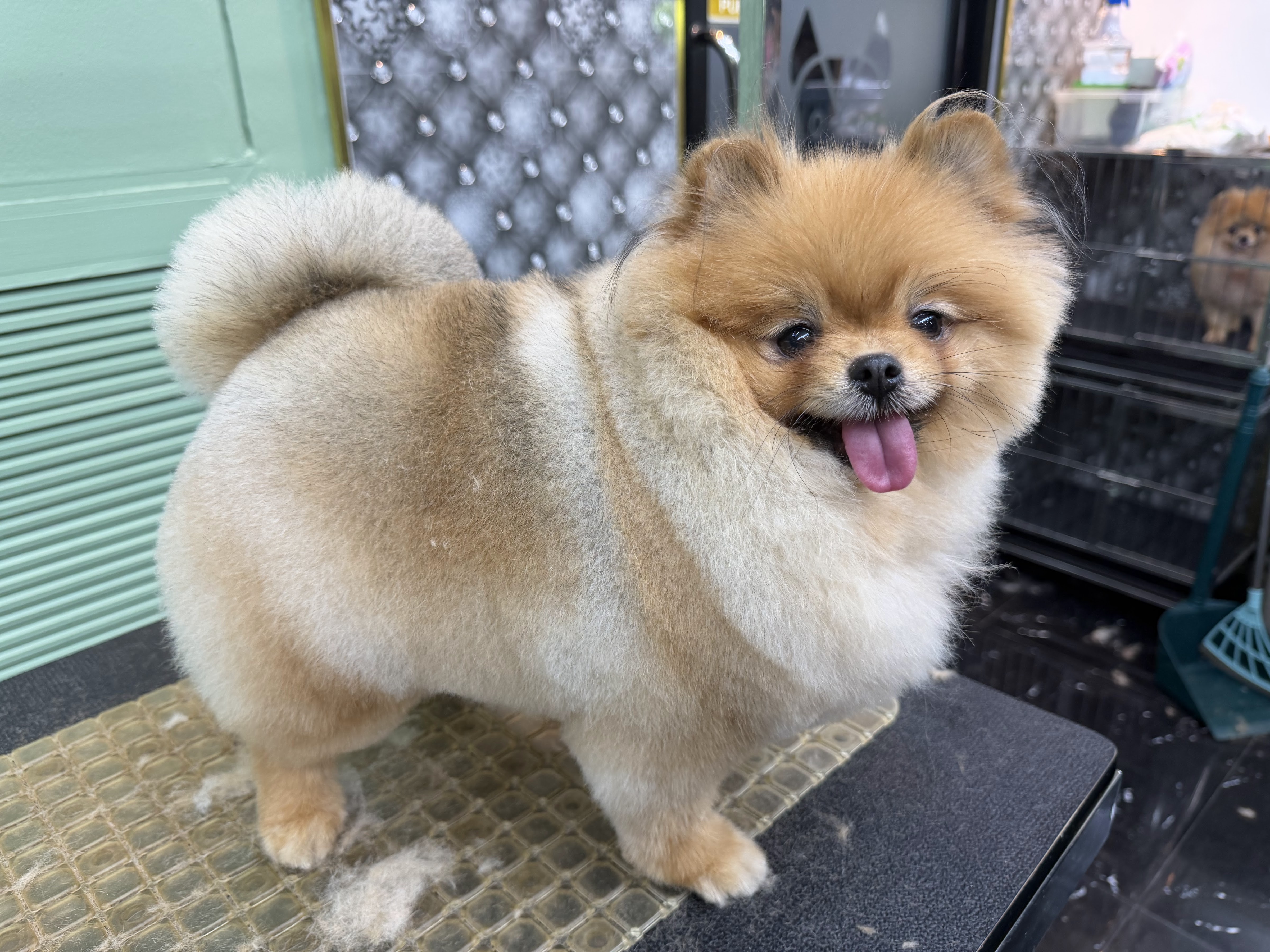 Fragrant Paws Grooming & Spa Laem Chabang Chonburi