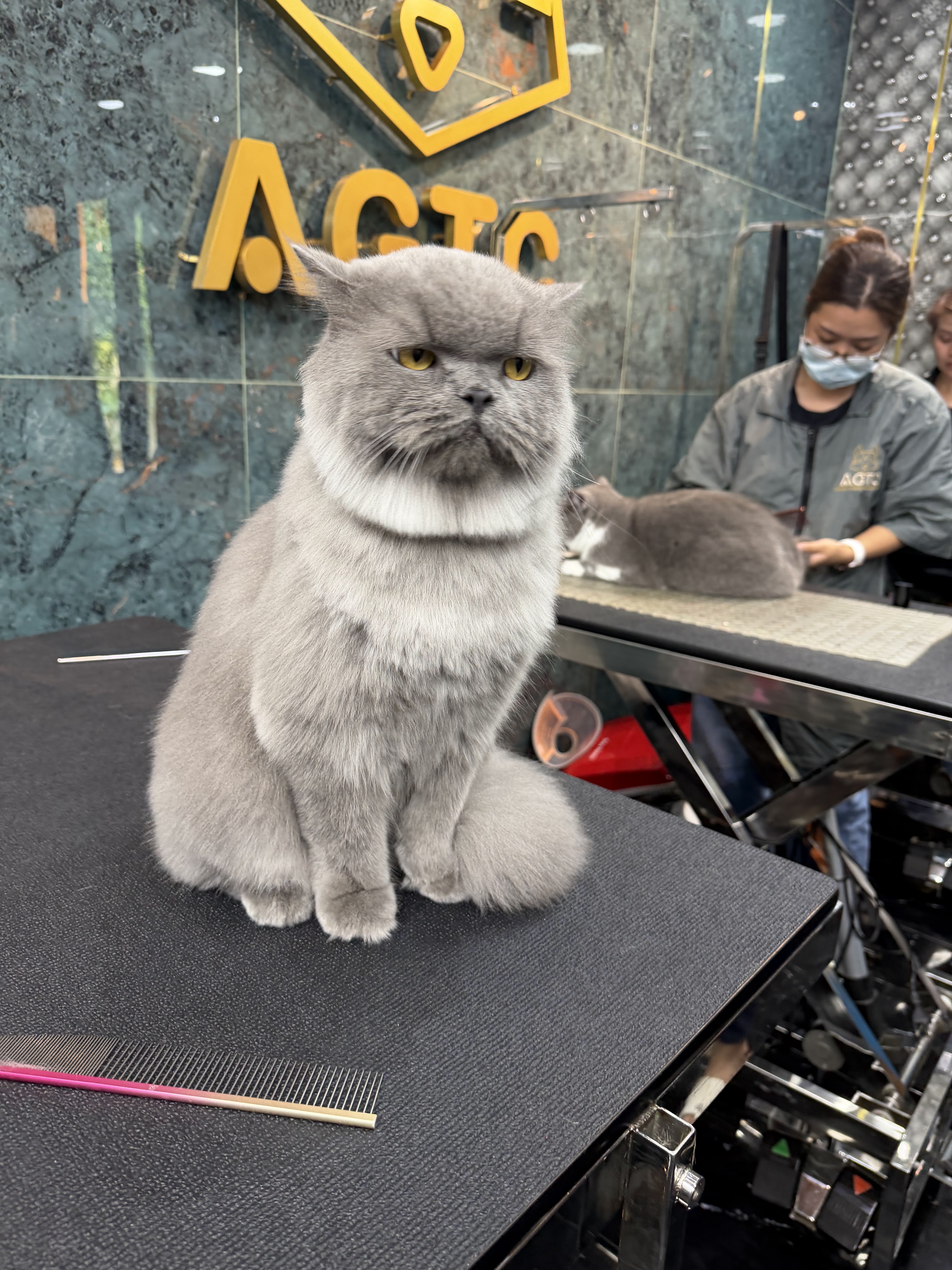 Fragrant Paws Grooming & Spa Laem Chabang Chonburi