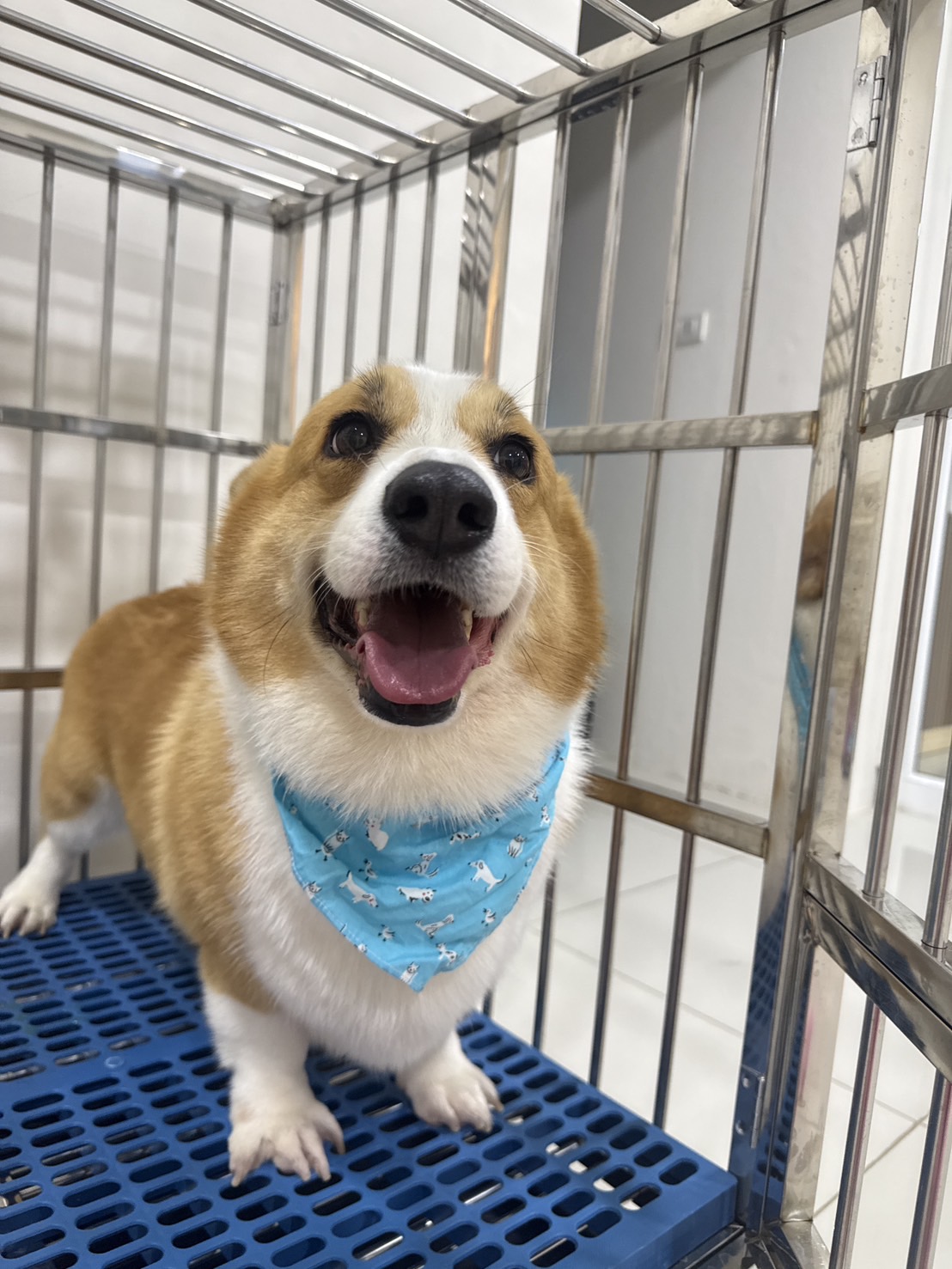 Life House Pet Clinic
