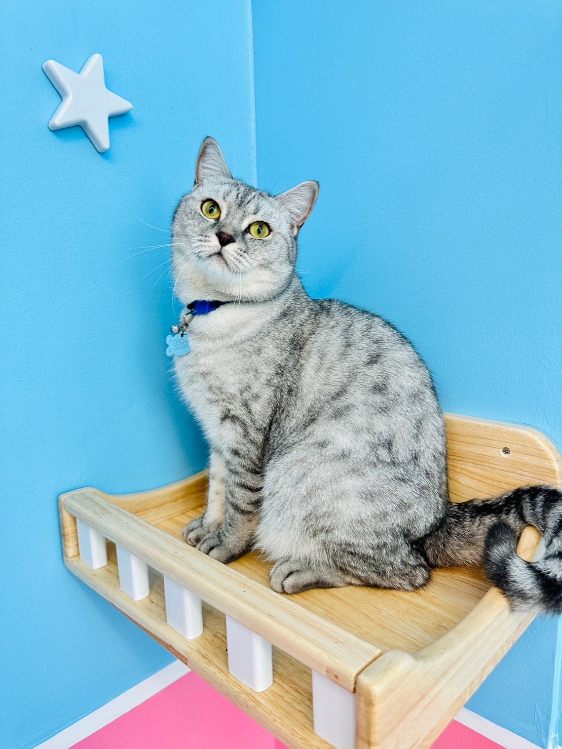 Meow cattery pattaya