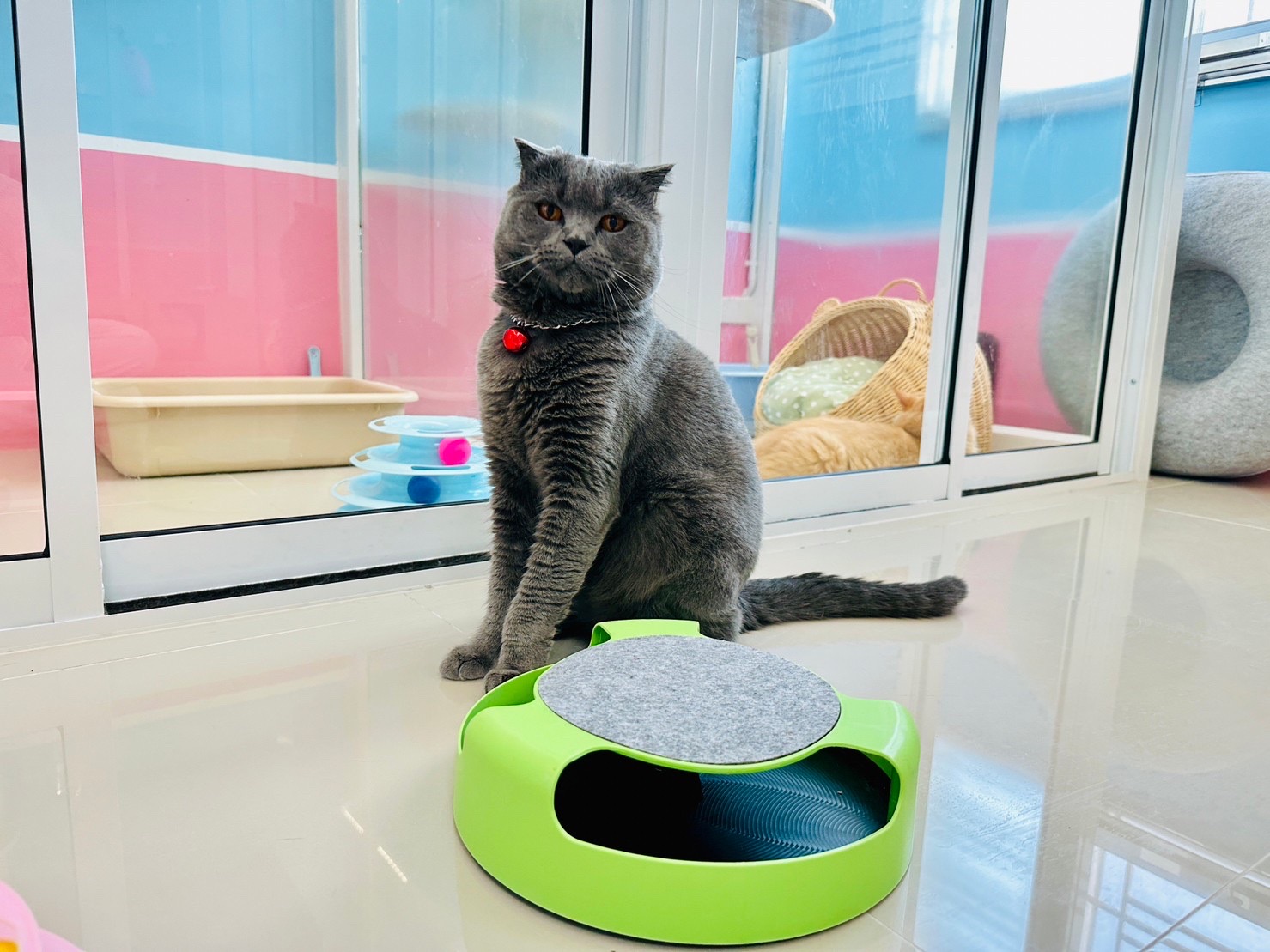 Meow cattery pattaya