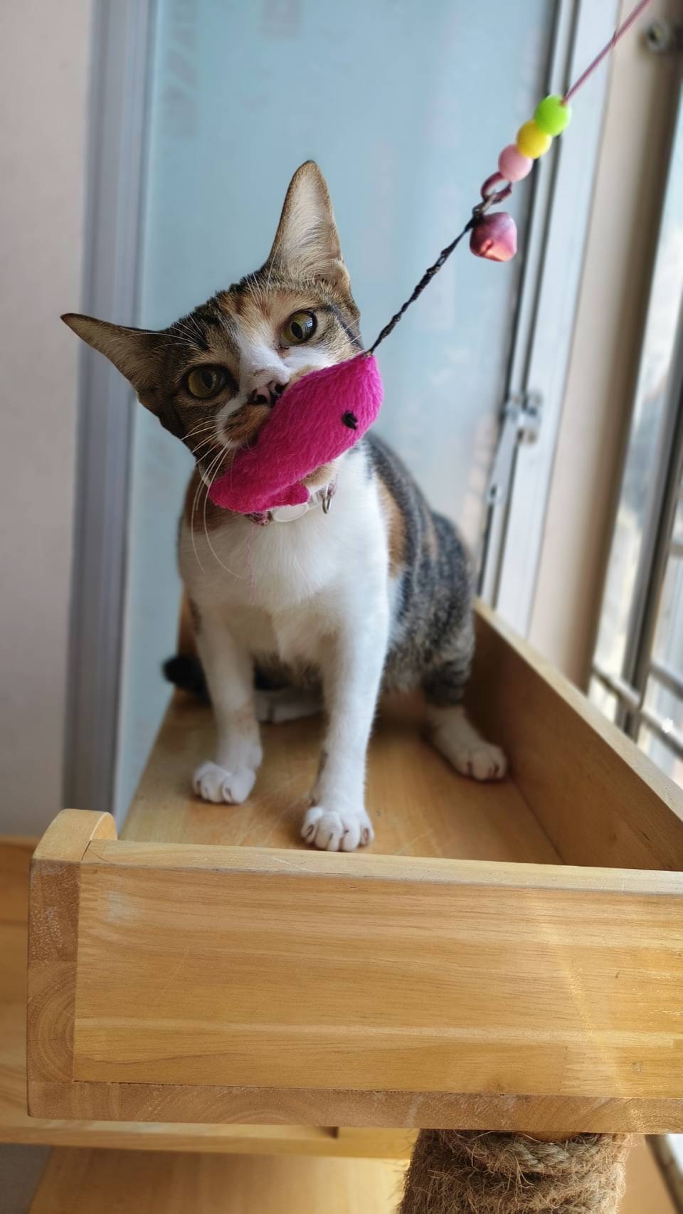 Meow cattery pattaya