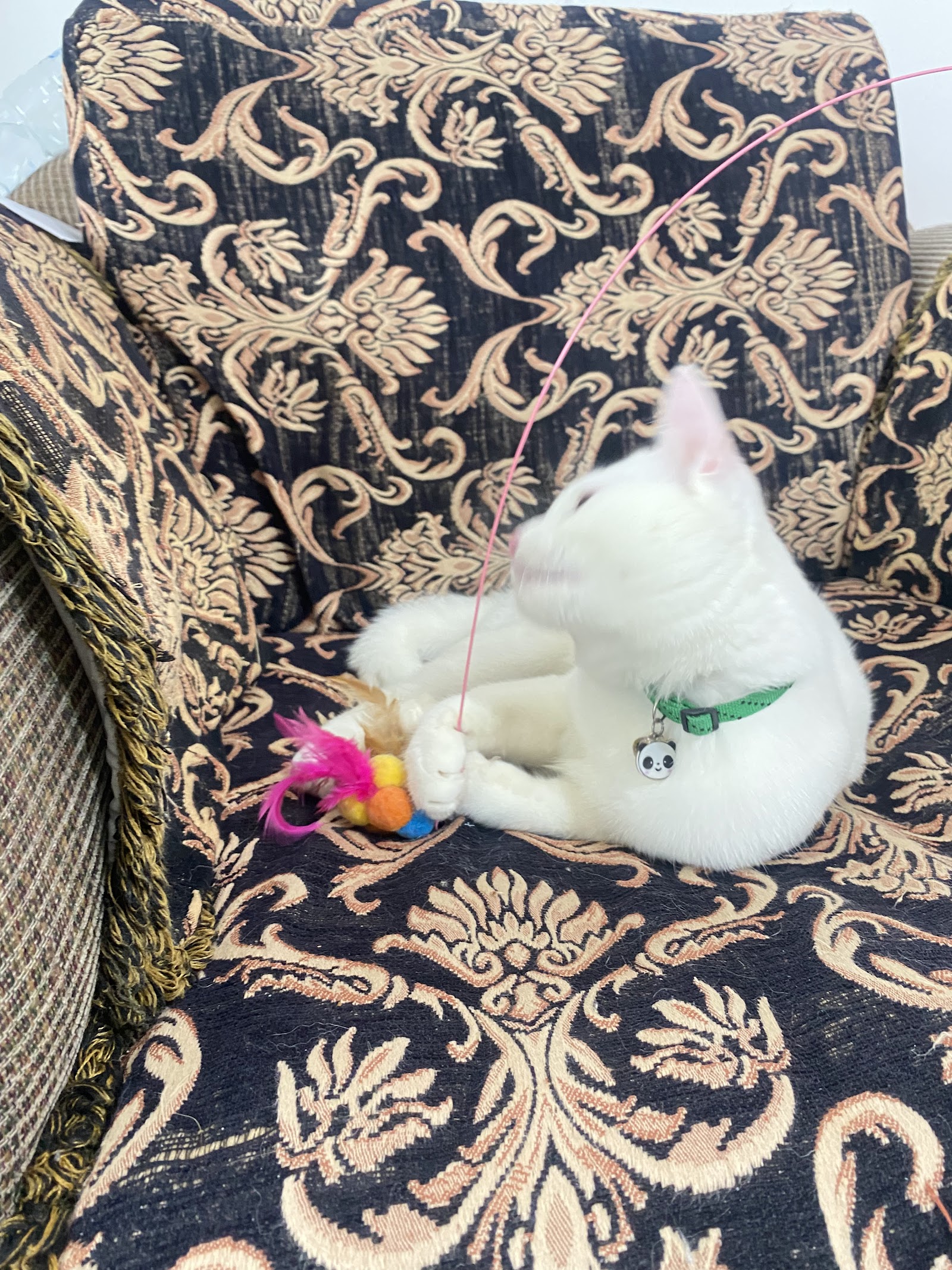 Meow cattery pattaya