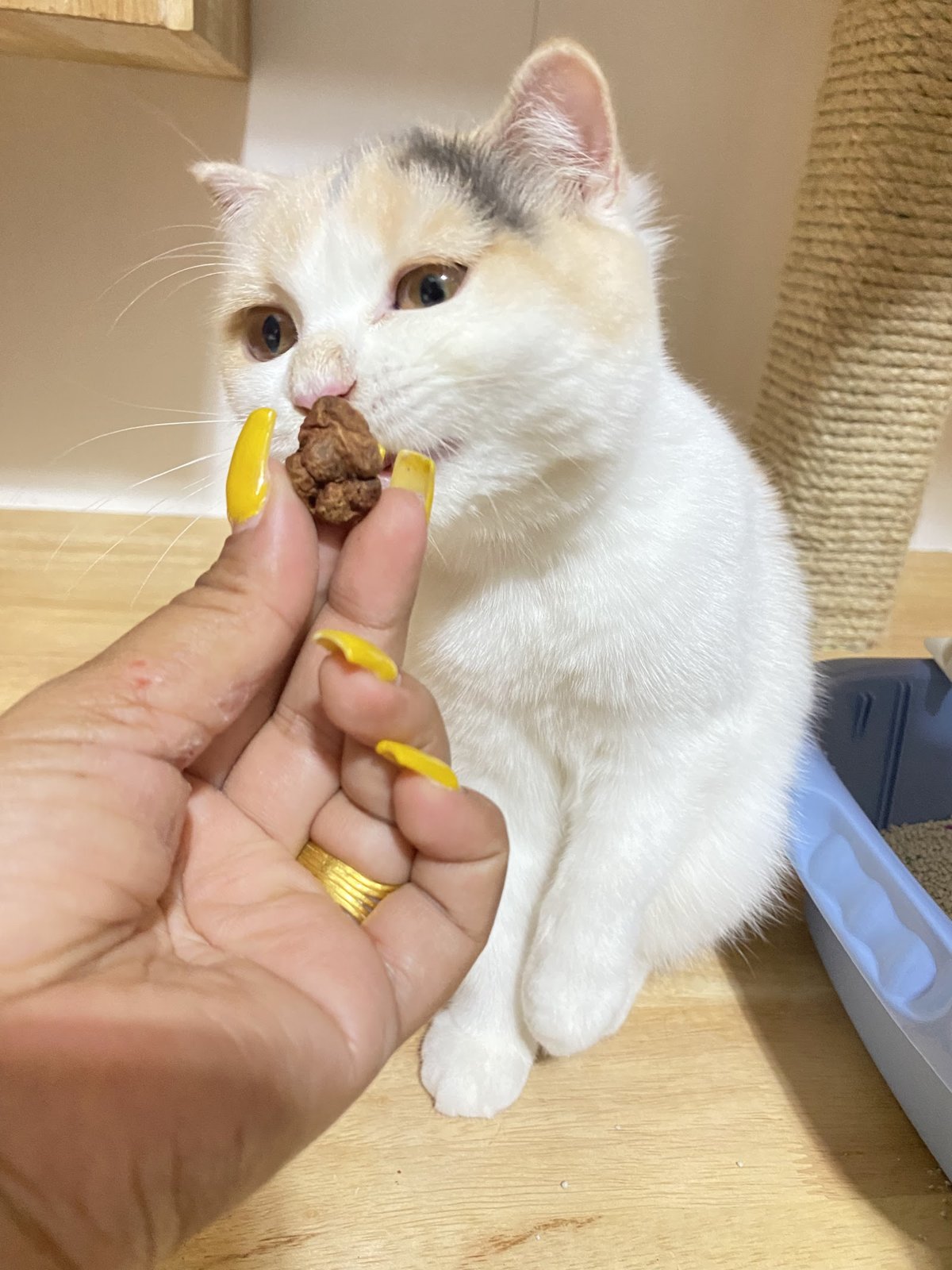 Meow cattery pattaya