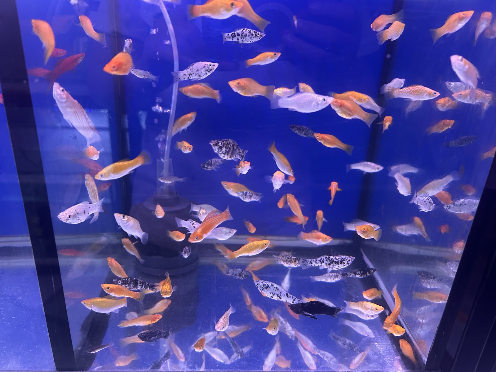Nnk Betta Shop