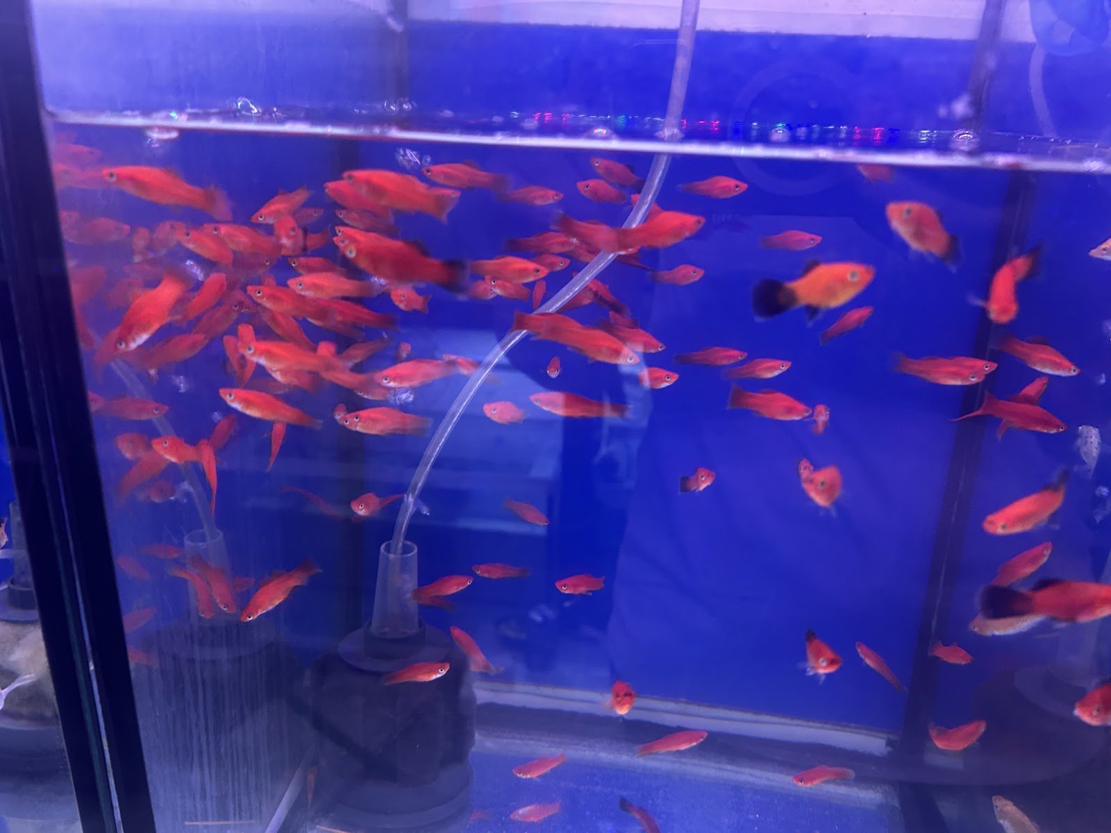 Nnk Betta Shop