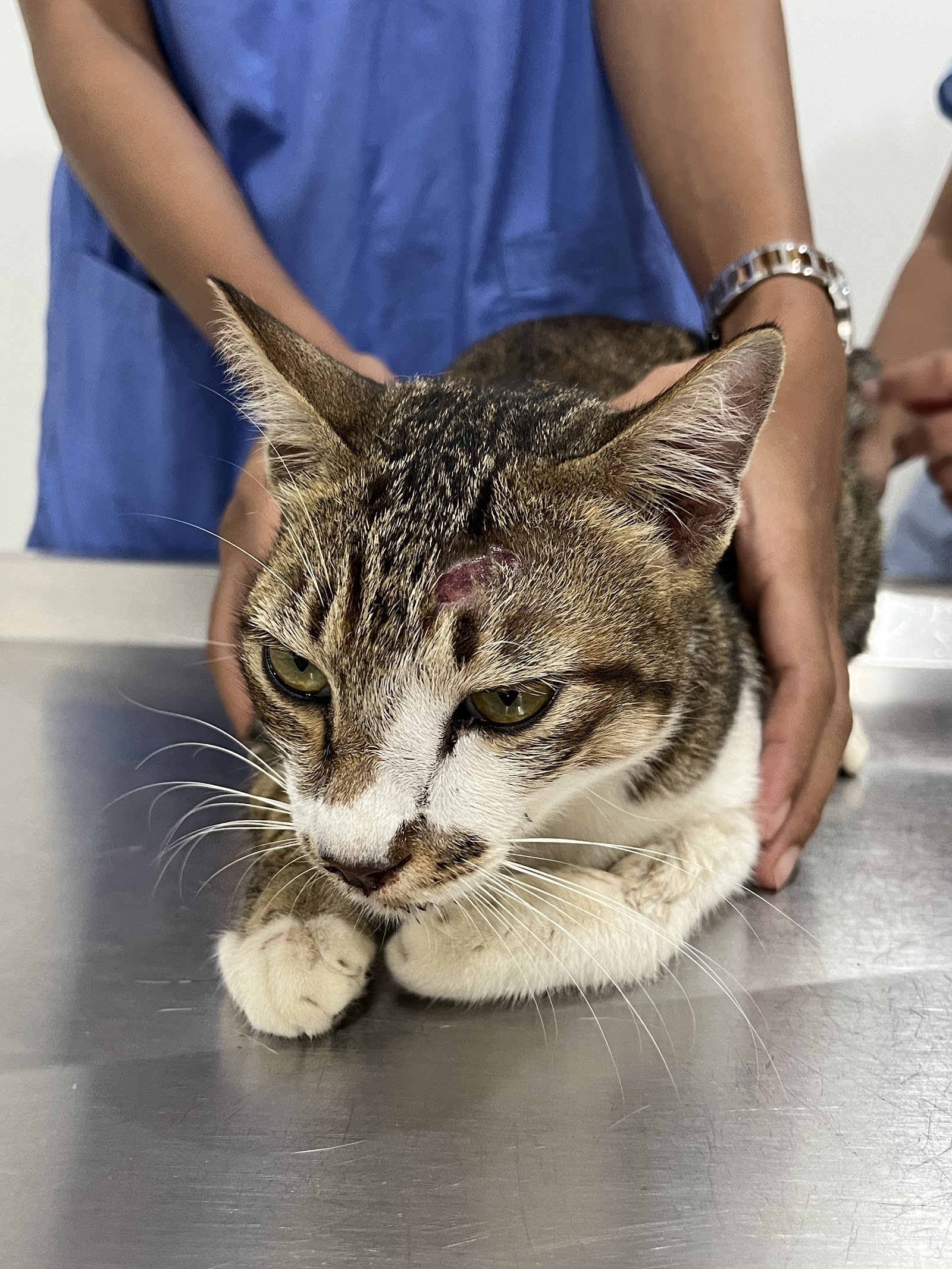 Pawpital