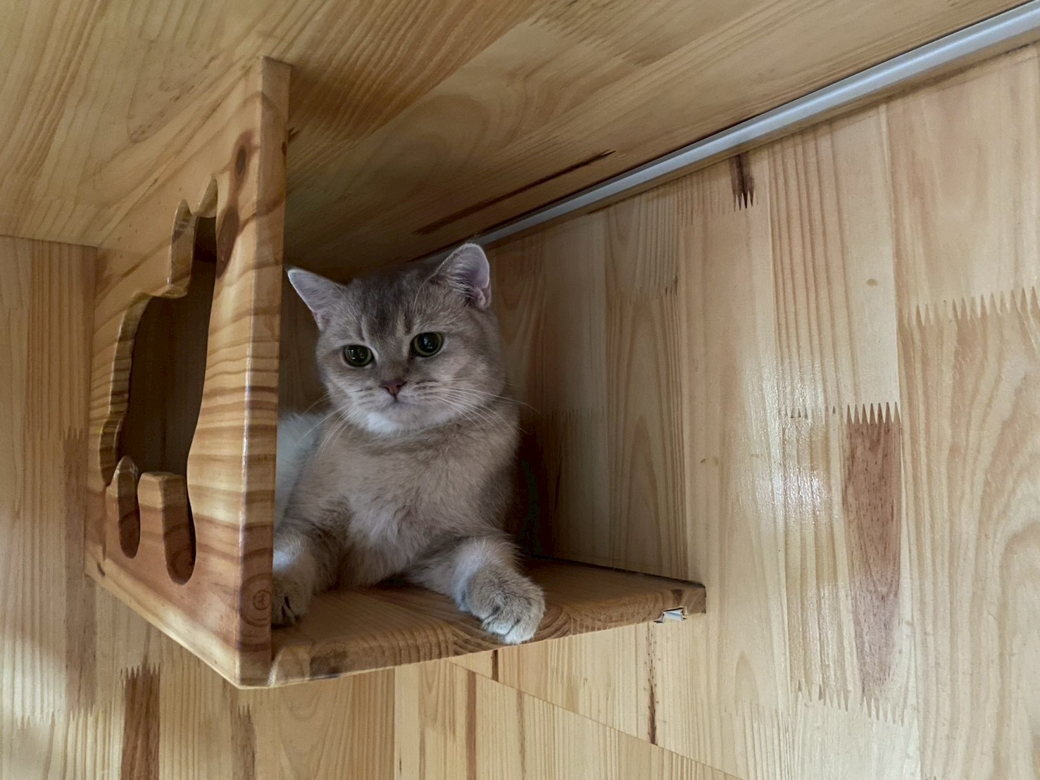 Pet Paradise