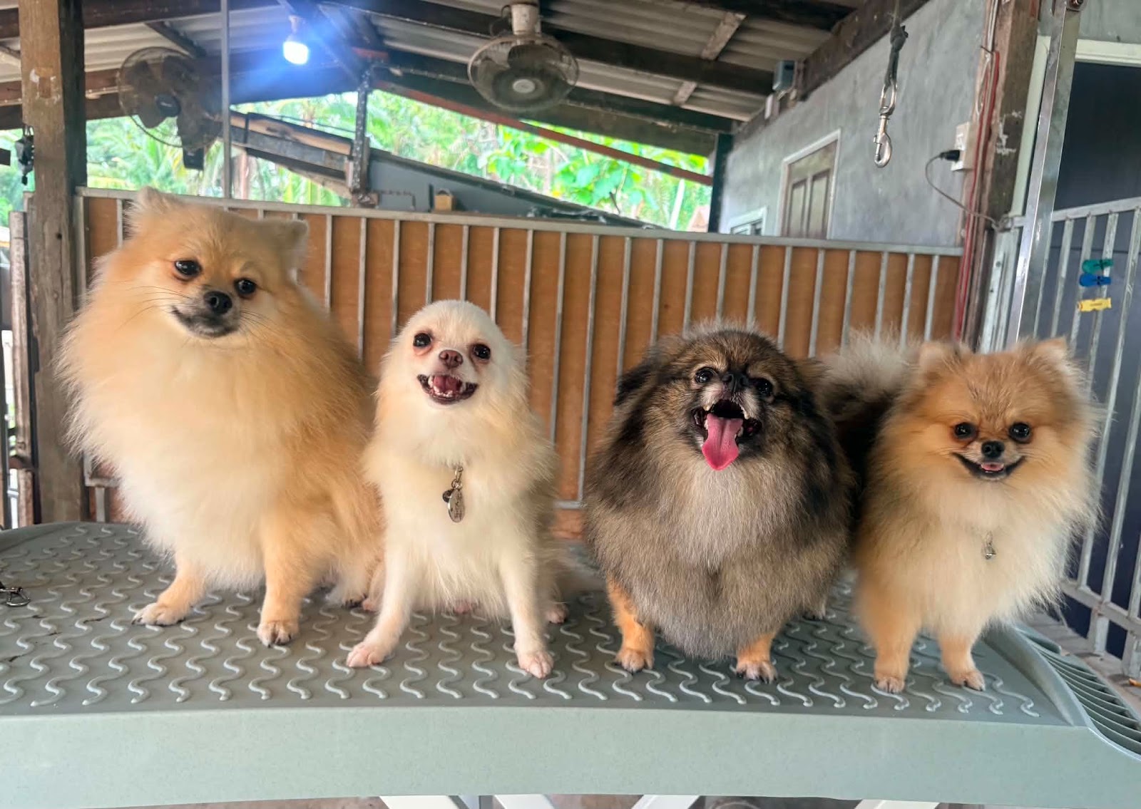 85 Dogshouse