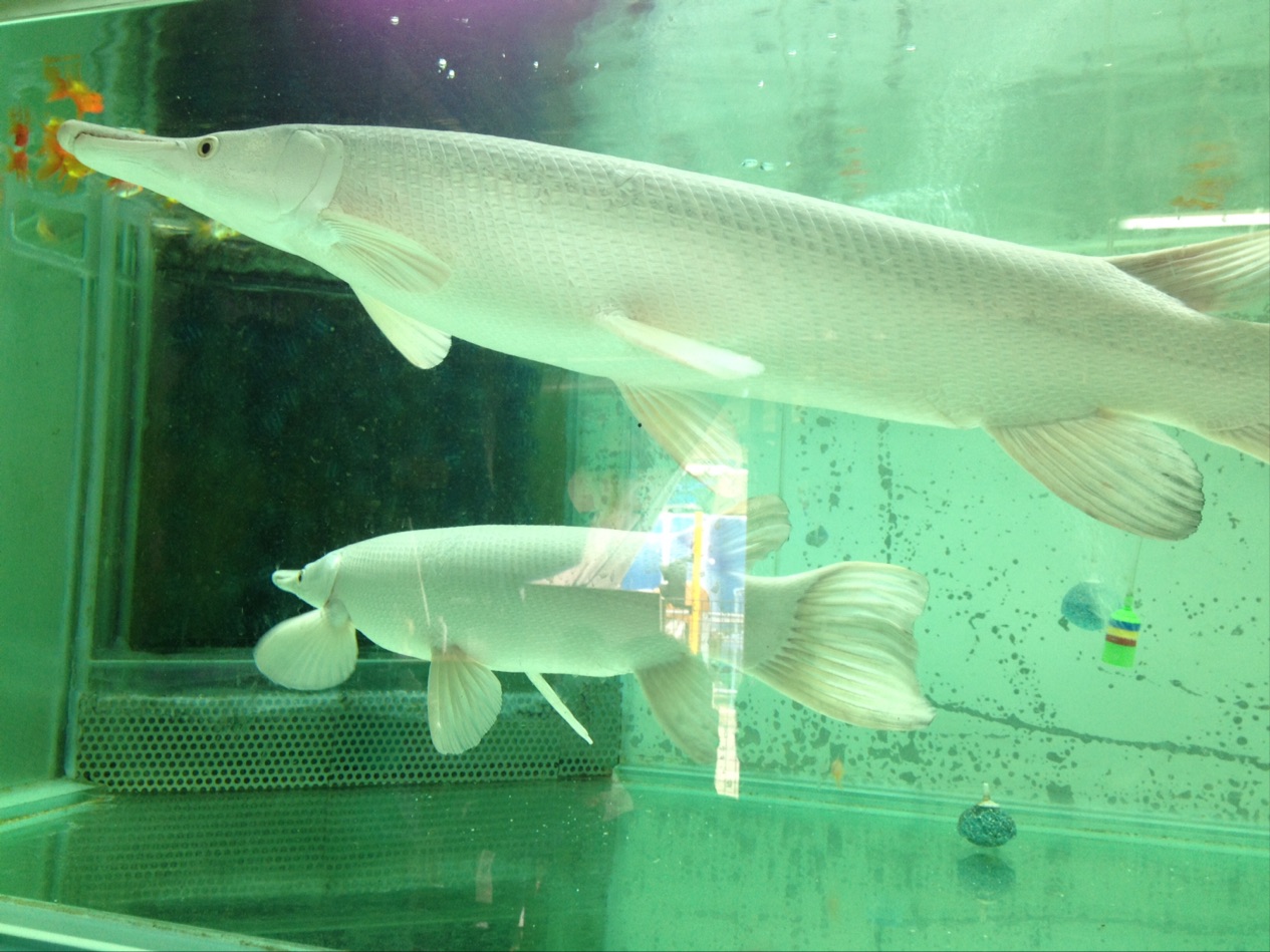 Aod Aquarium