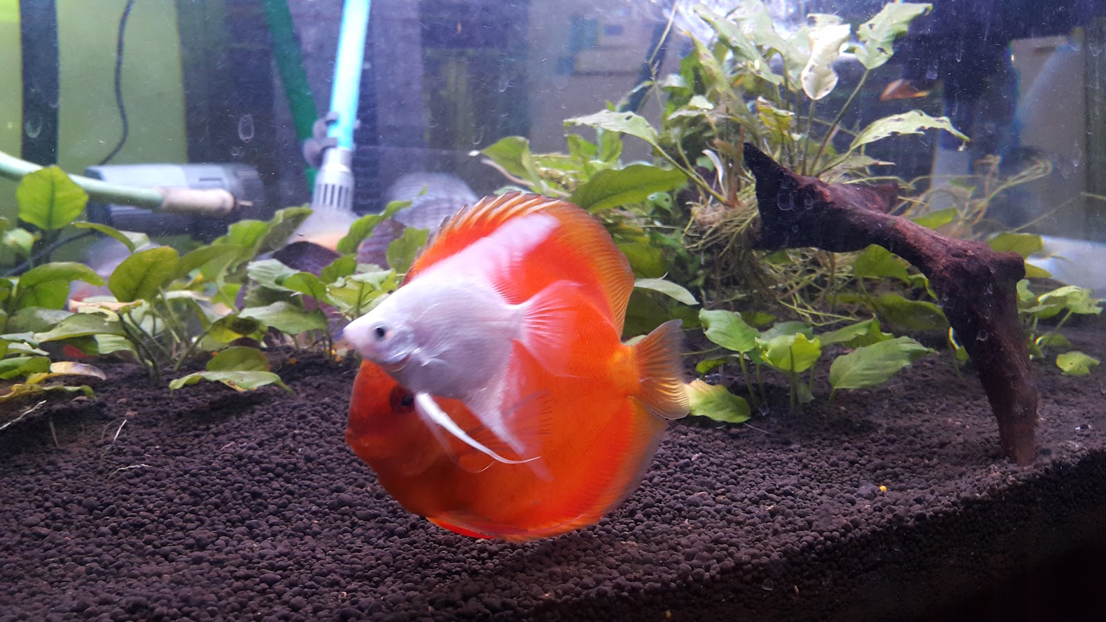 Aod Aquarium
