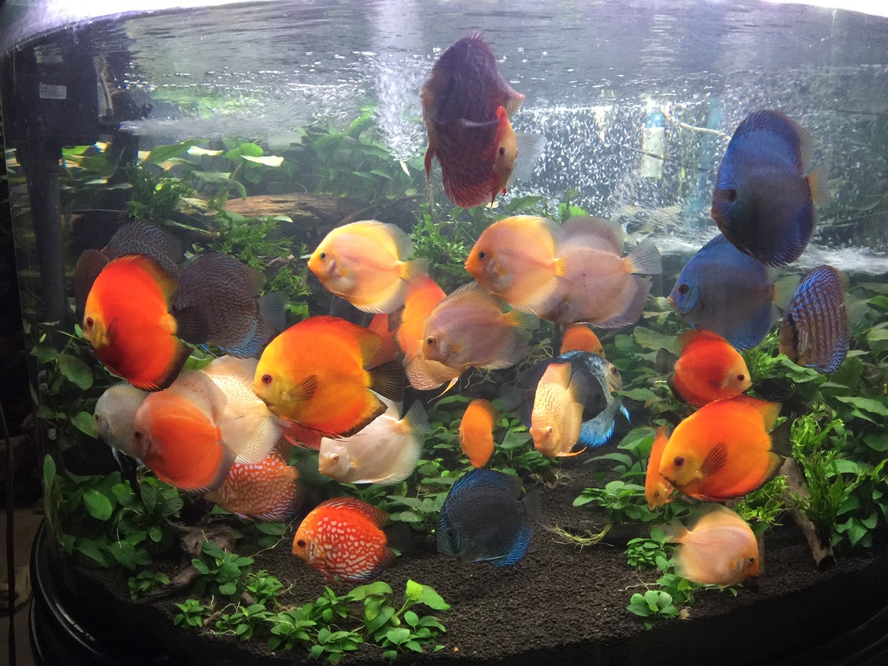 Aod Aquarium