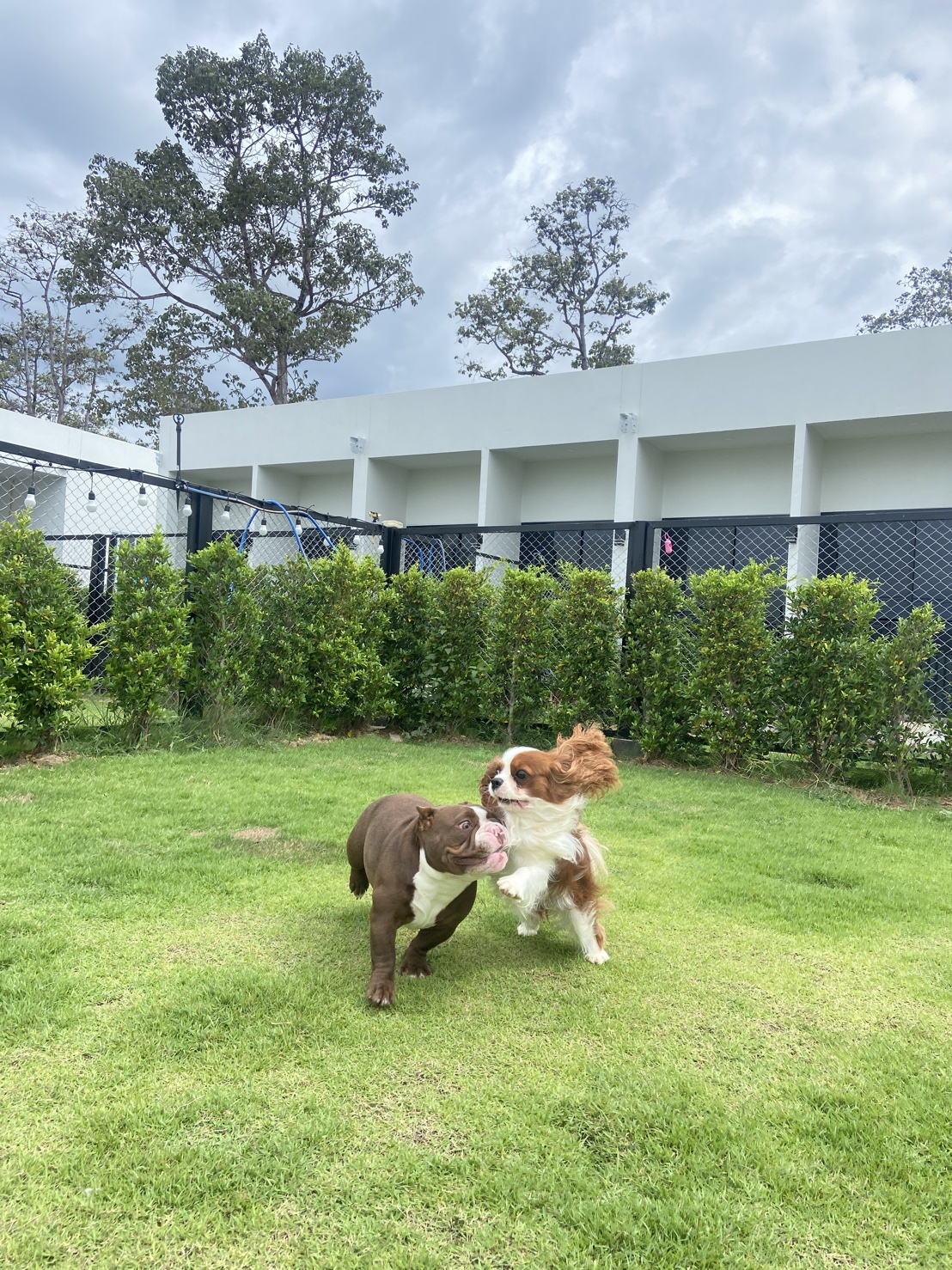 Pet Society - Khonkaen