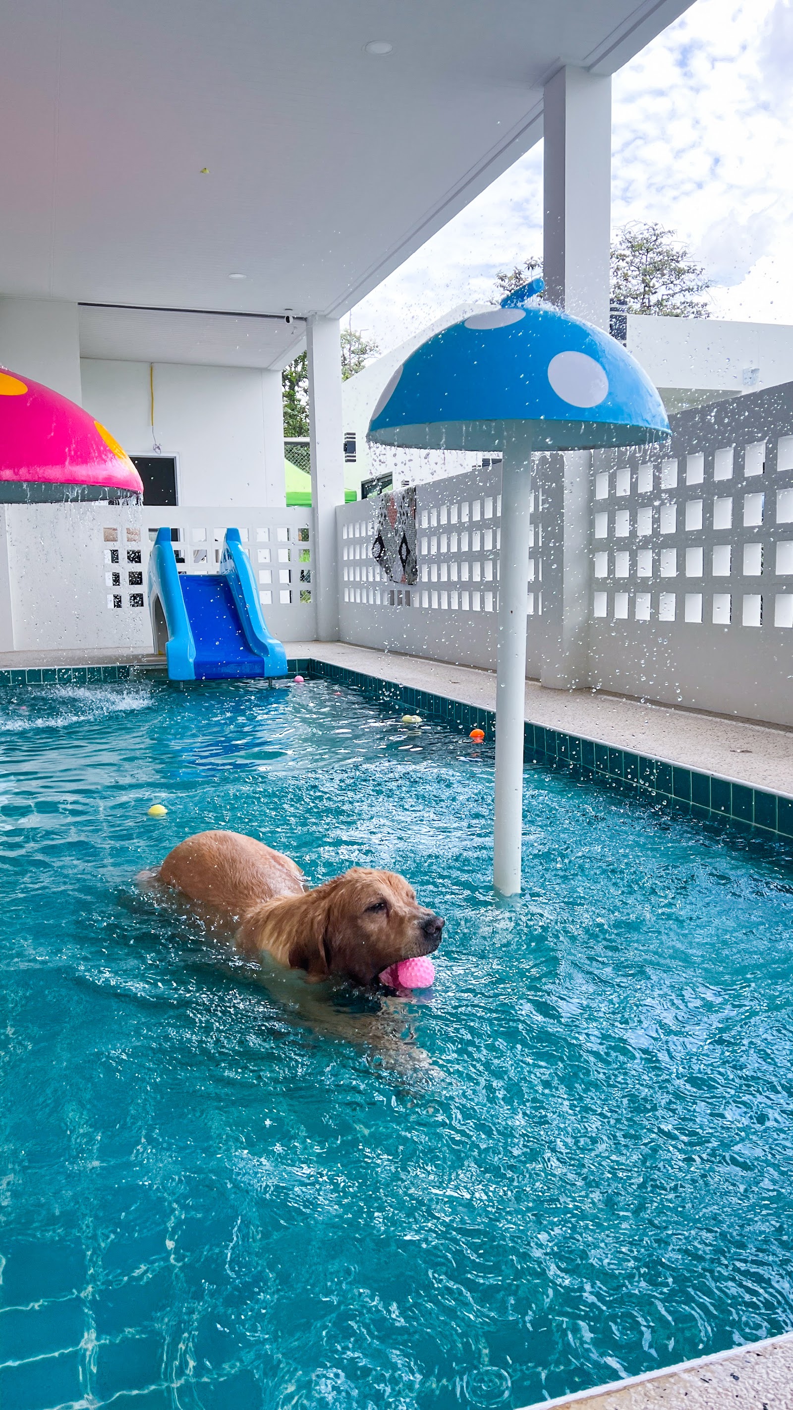 Pet Society - Khonkaen