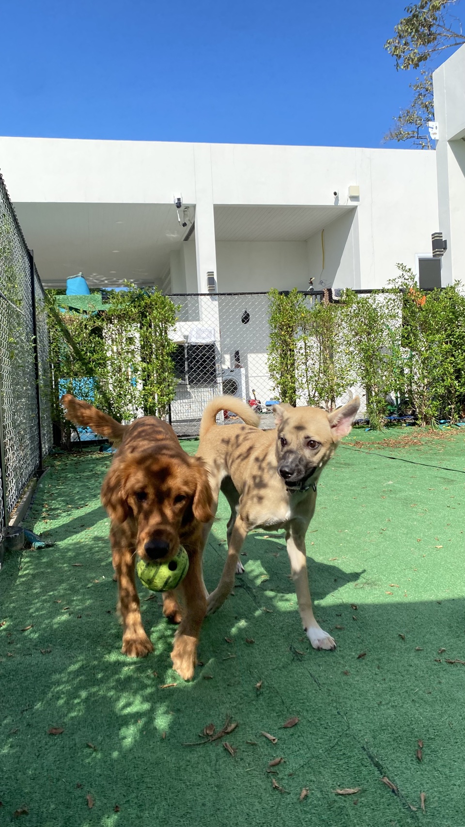 Pet Society - Khonkaen