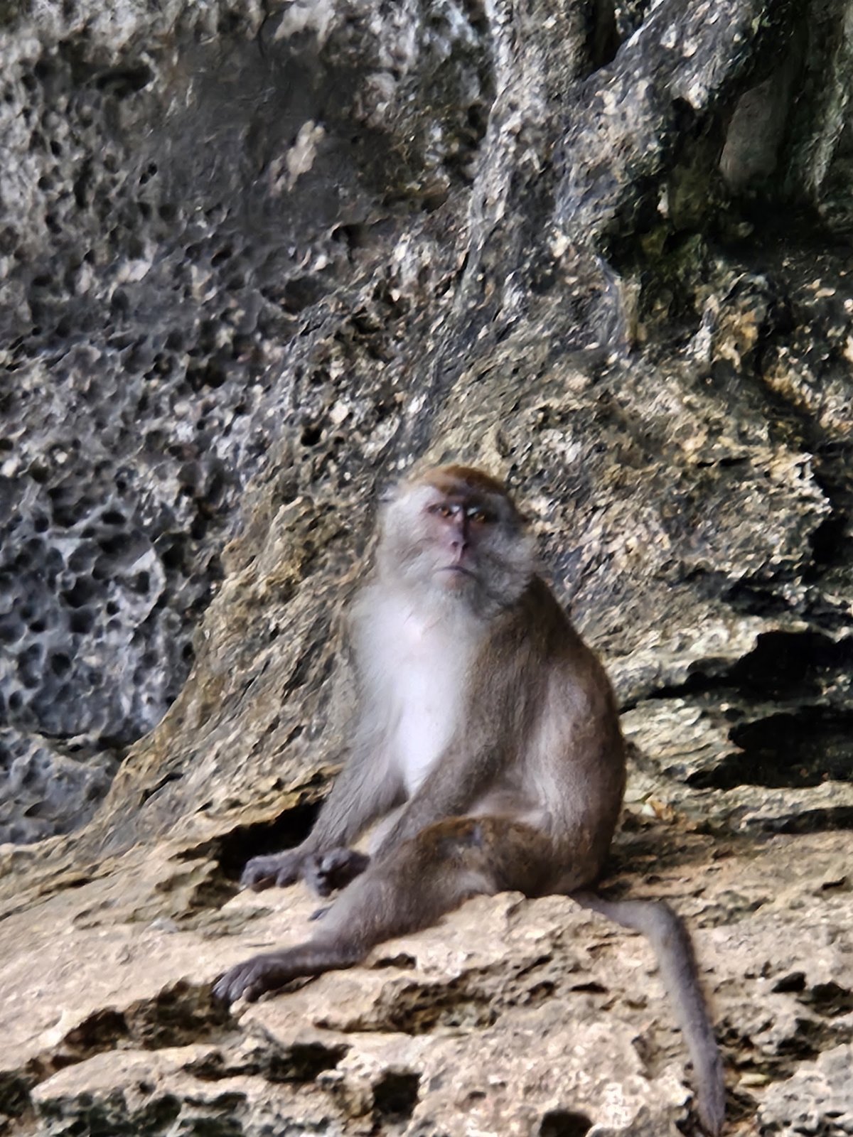 Dabizha Monkey Park