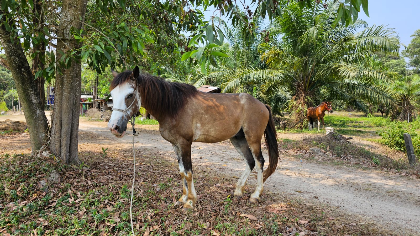 Krabi Horse Riding