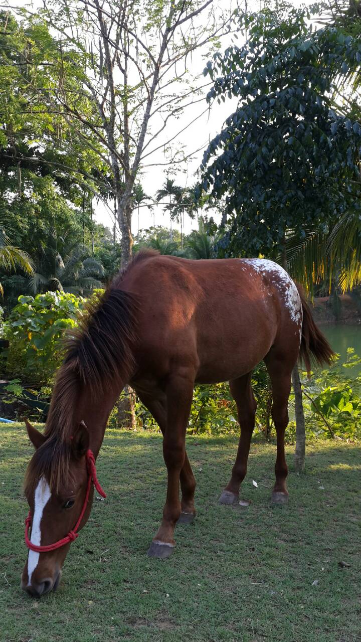 Thai Planed Horse Stalls