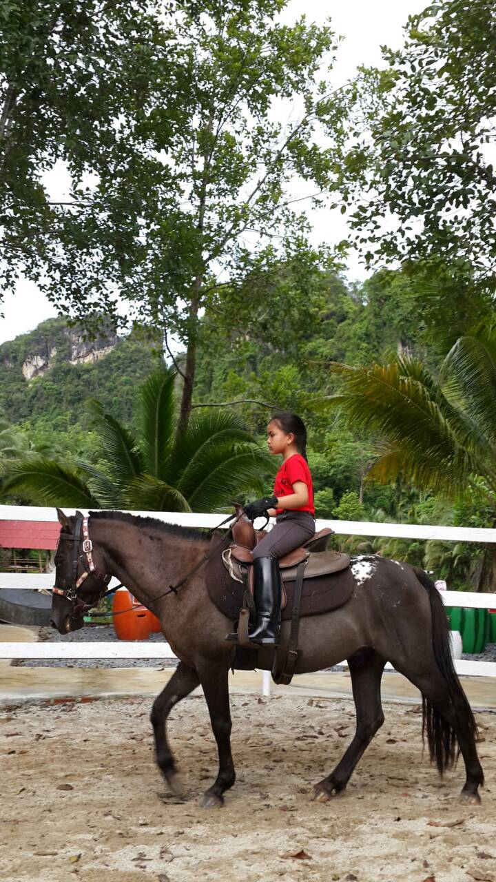 Thai Planed Horse Stalls