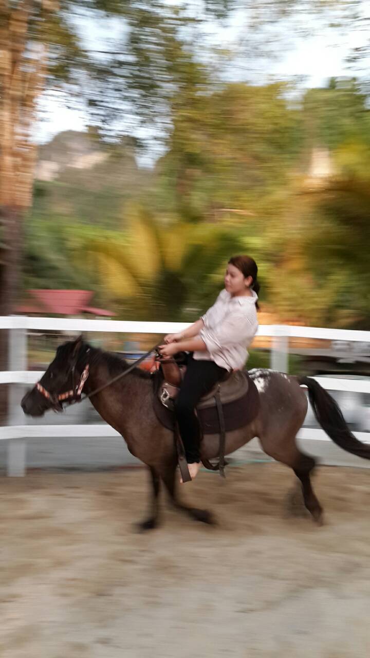 Thai Planed Horse Stalls