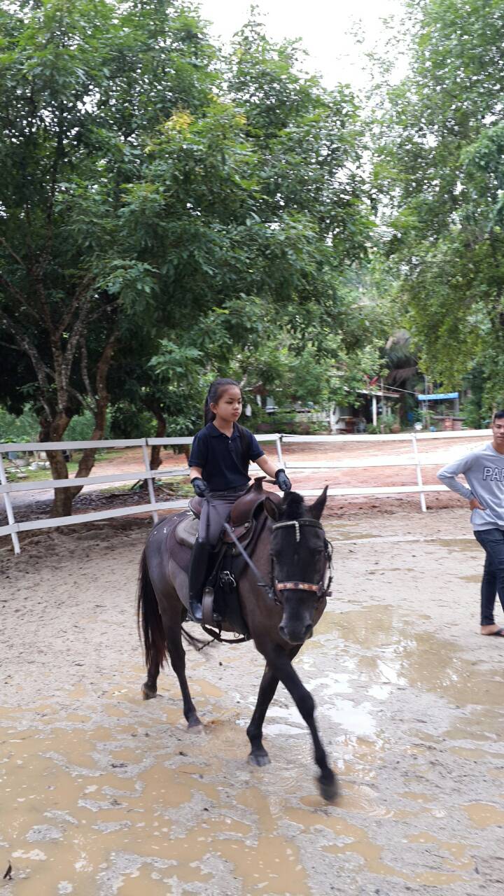 Thai Planed Horse Stalls