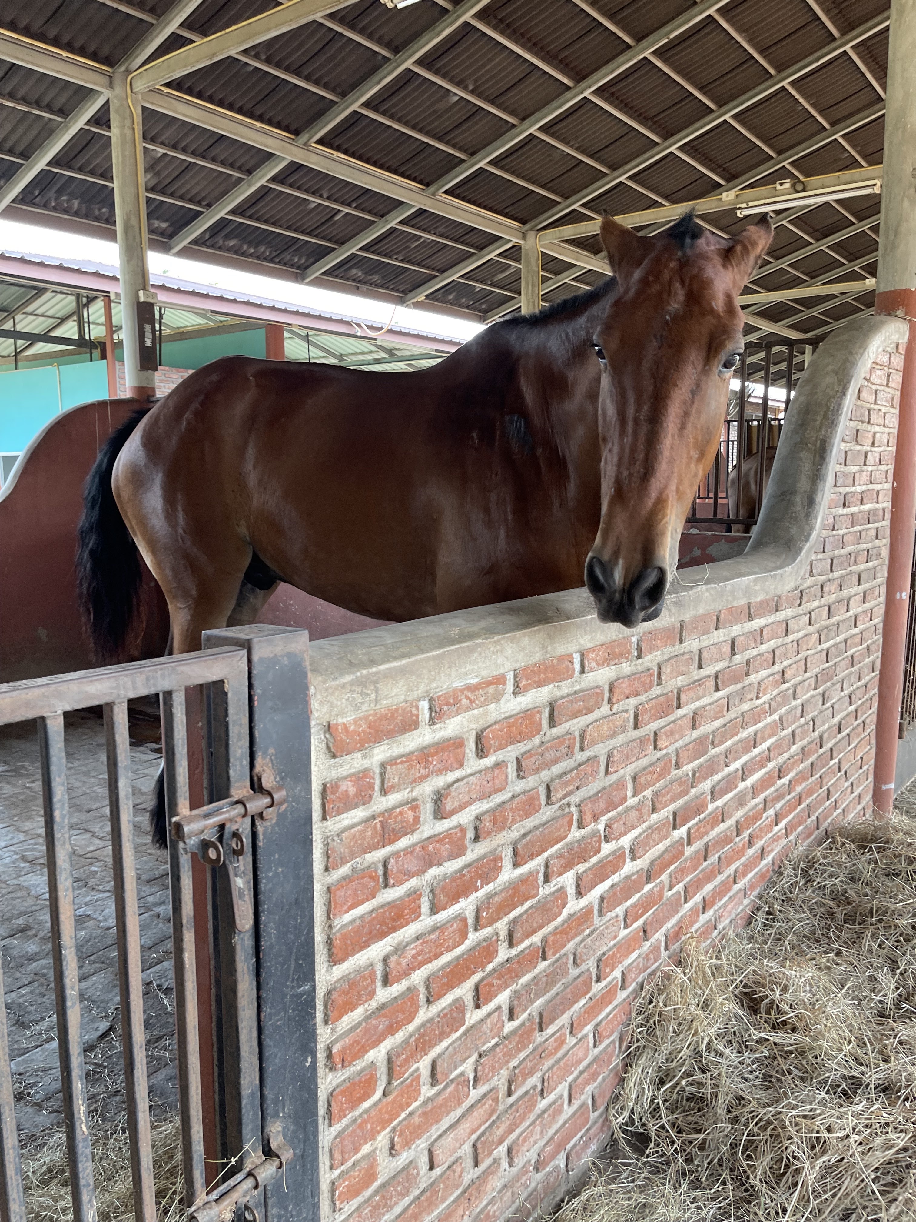 North Star Equestrian Centre