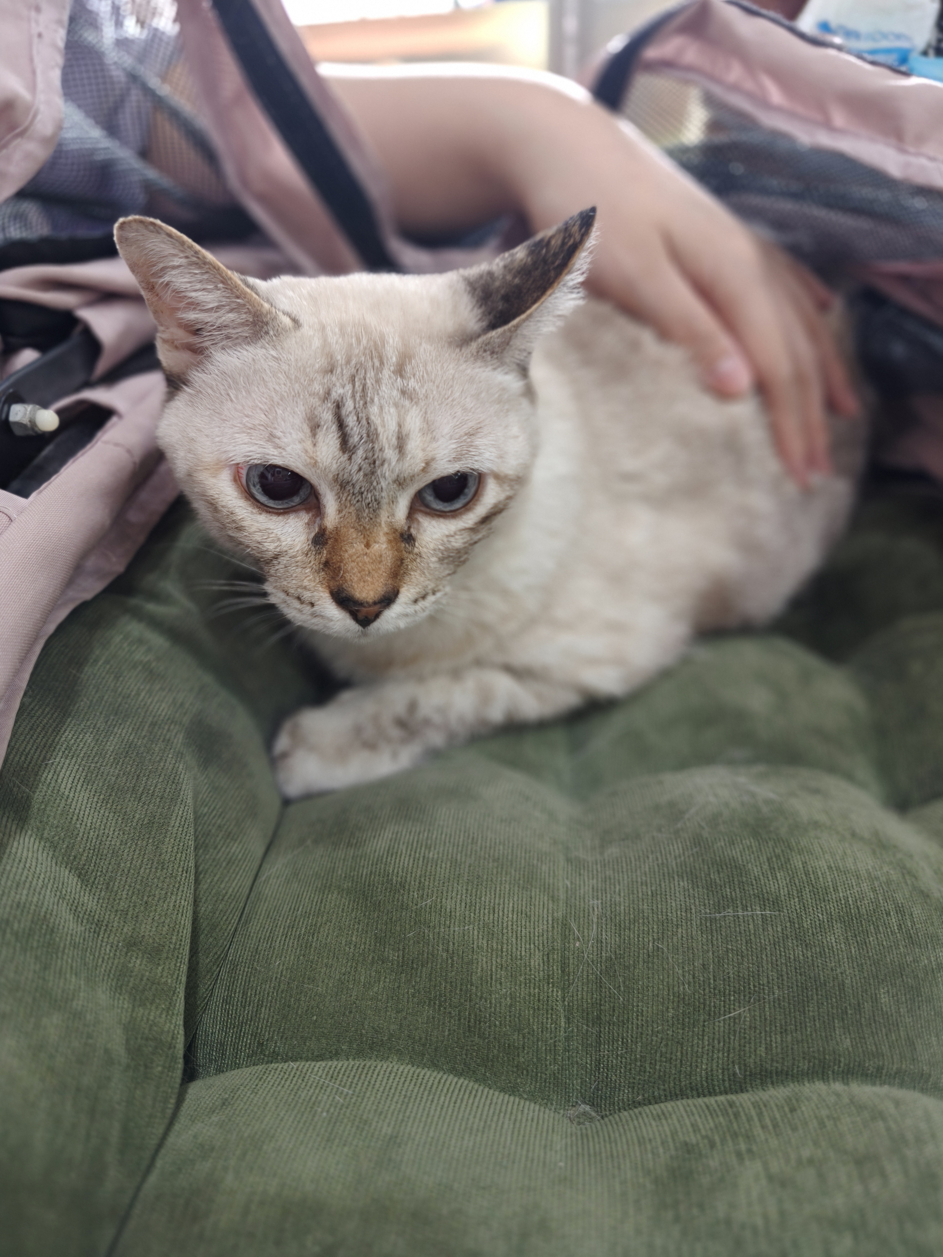 Panthepkar Veterinarian