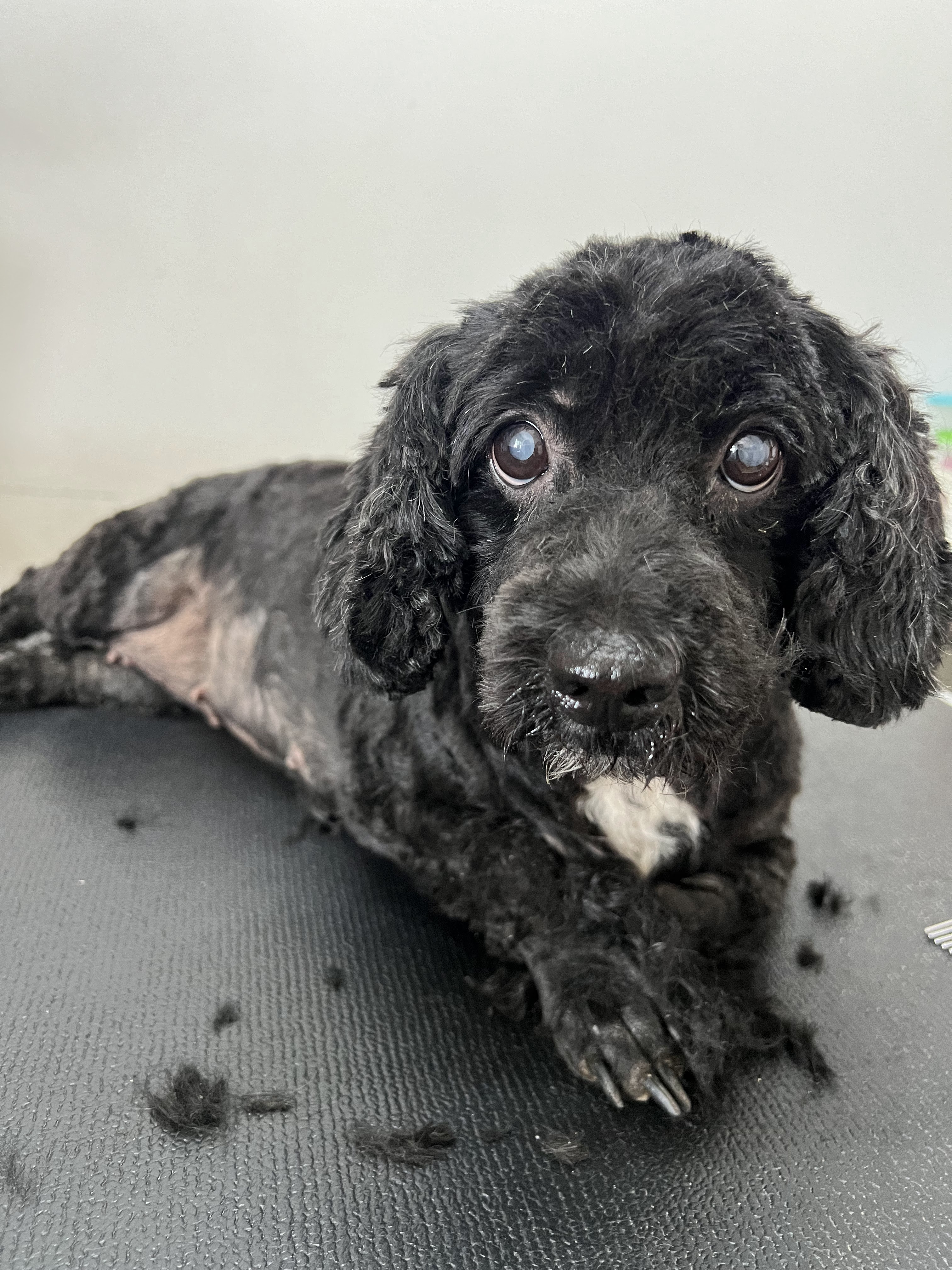 Ears are set to treat animals