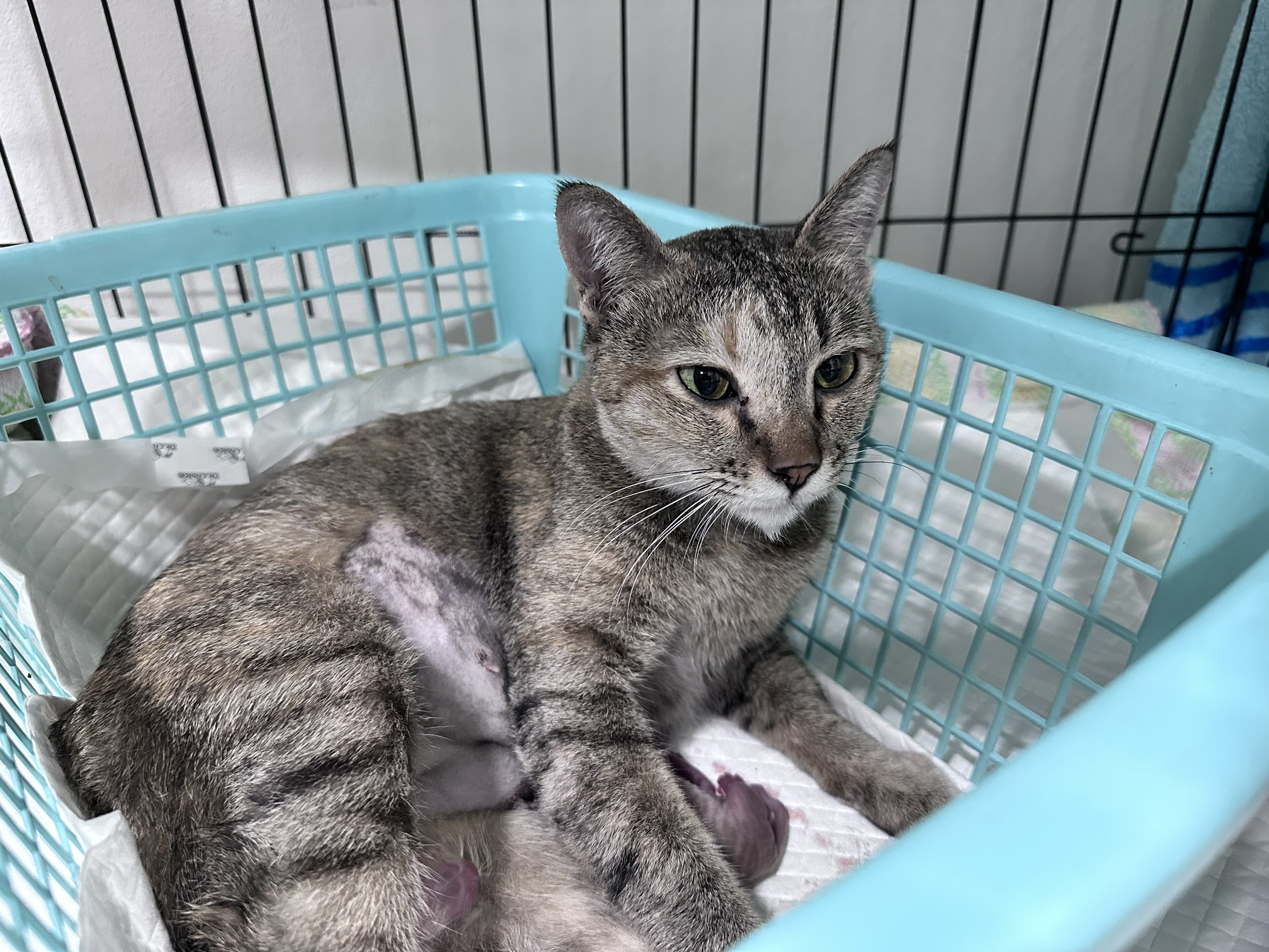 Pet Home Veterinary (Bang Bua Thong)