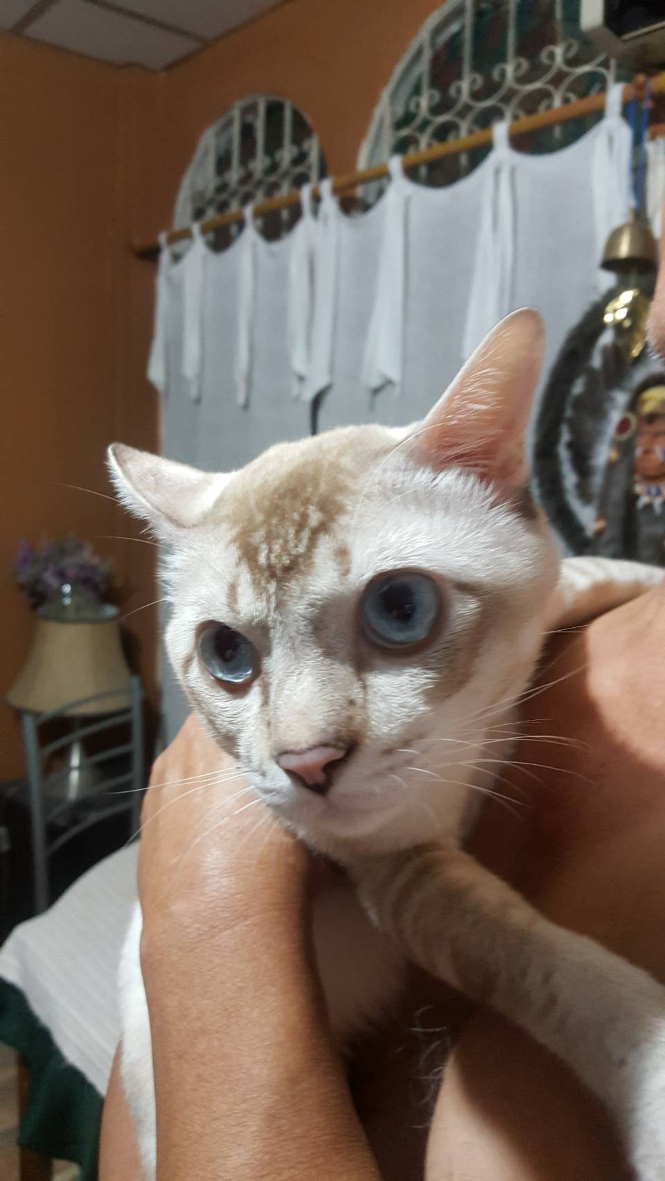 Veterinary Pracha Niwet