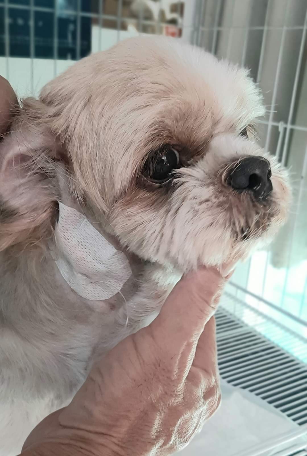 Non Animal Clinic Bang Bua Thong Nonthaburi