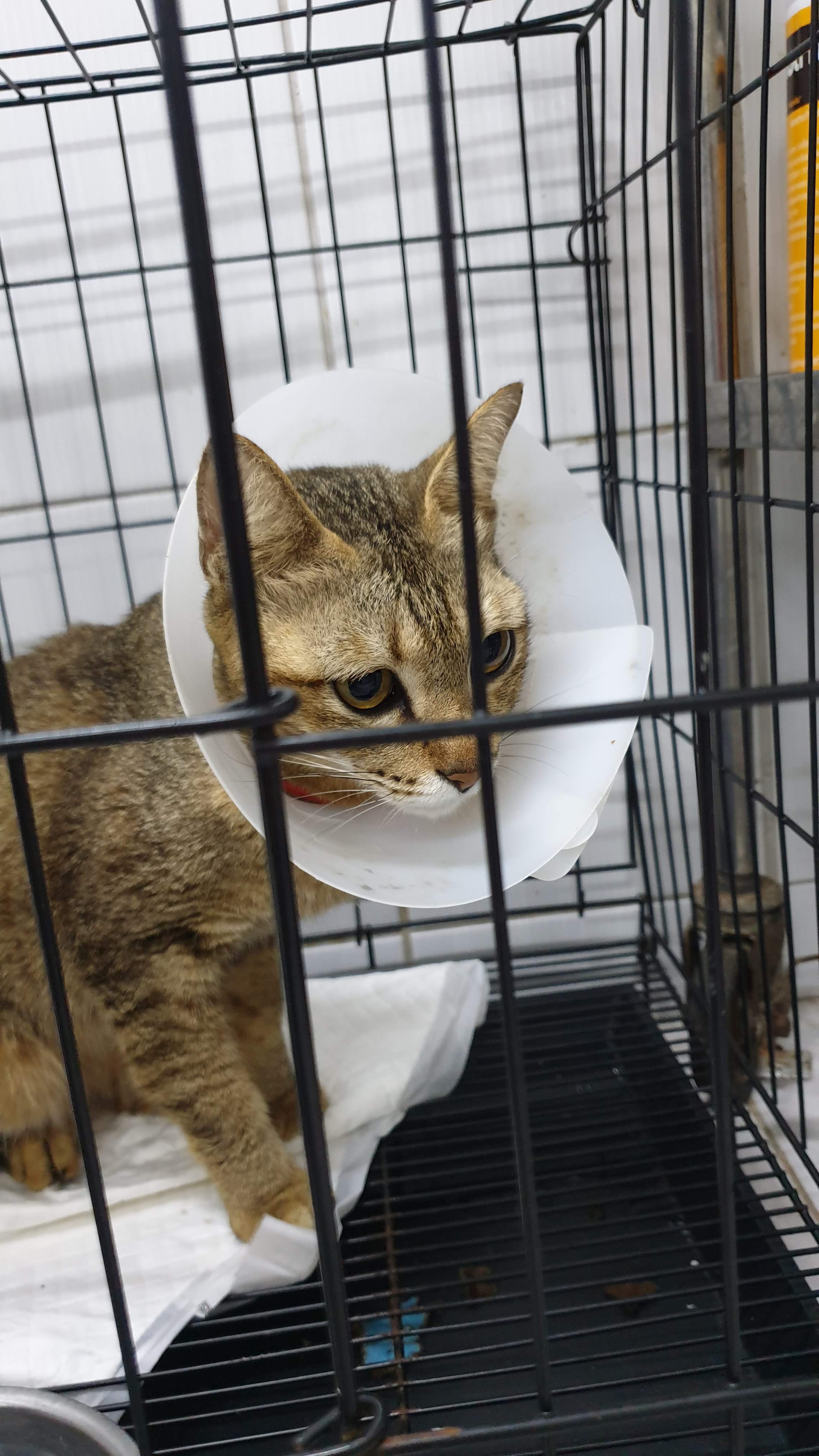 Petdi Animal Hospital