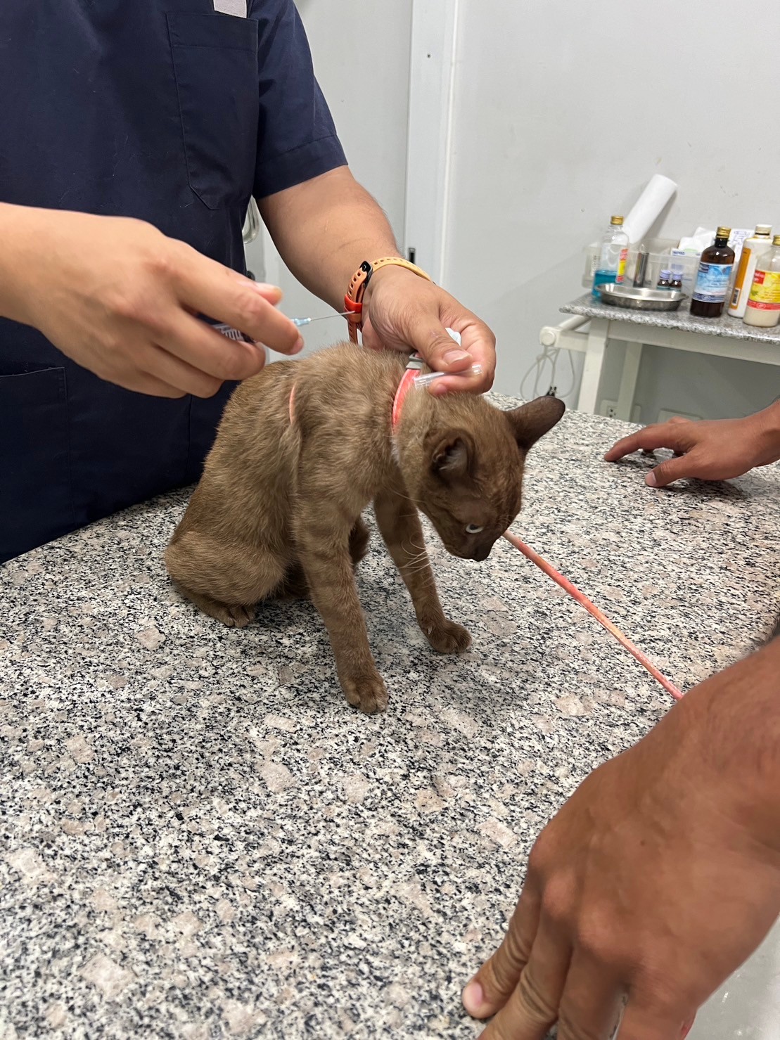 Determined to protect animals
