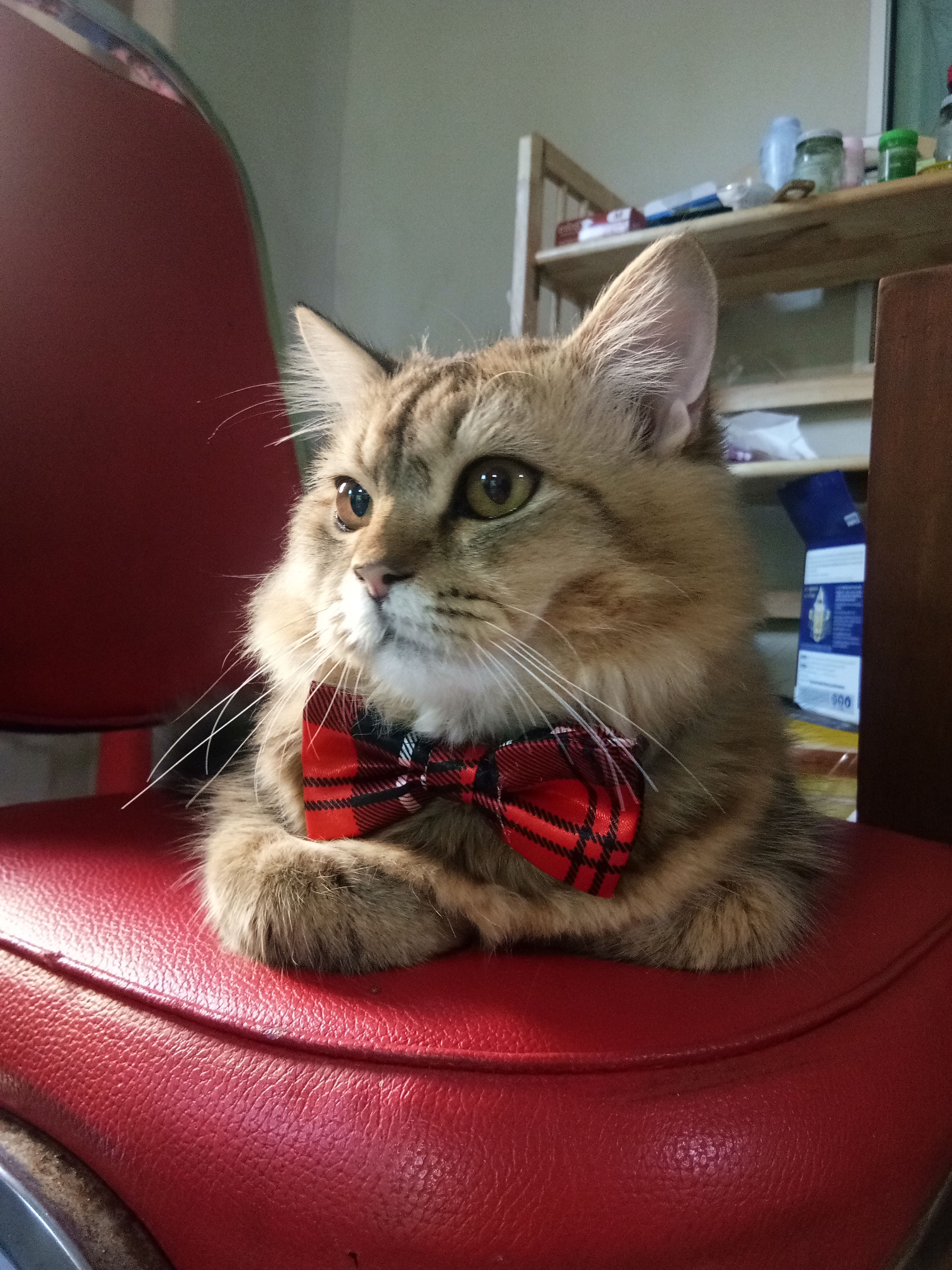Animal Clinic Best Friend Four-legged