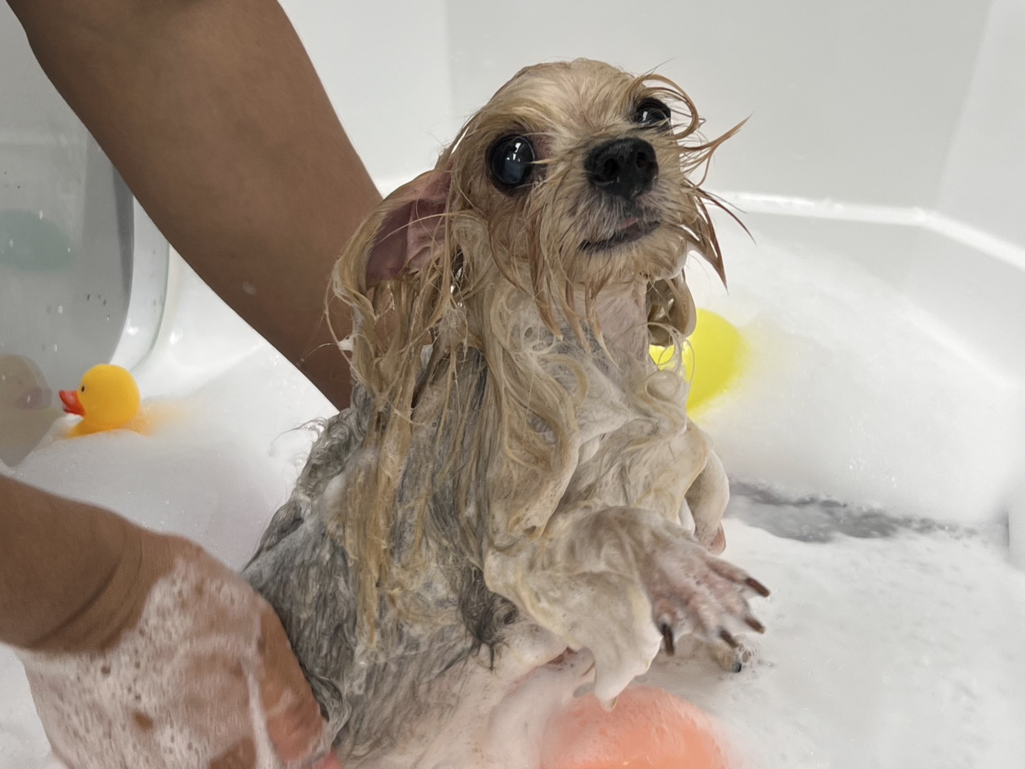 Animal Hospital has you