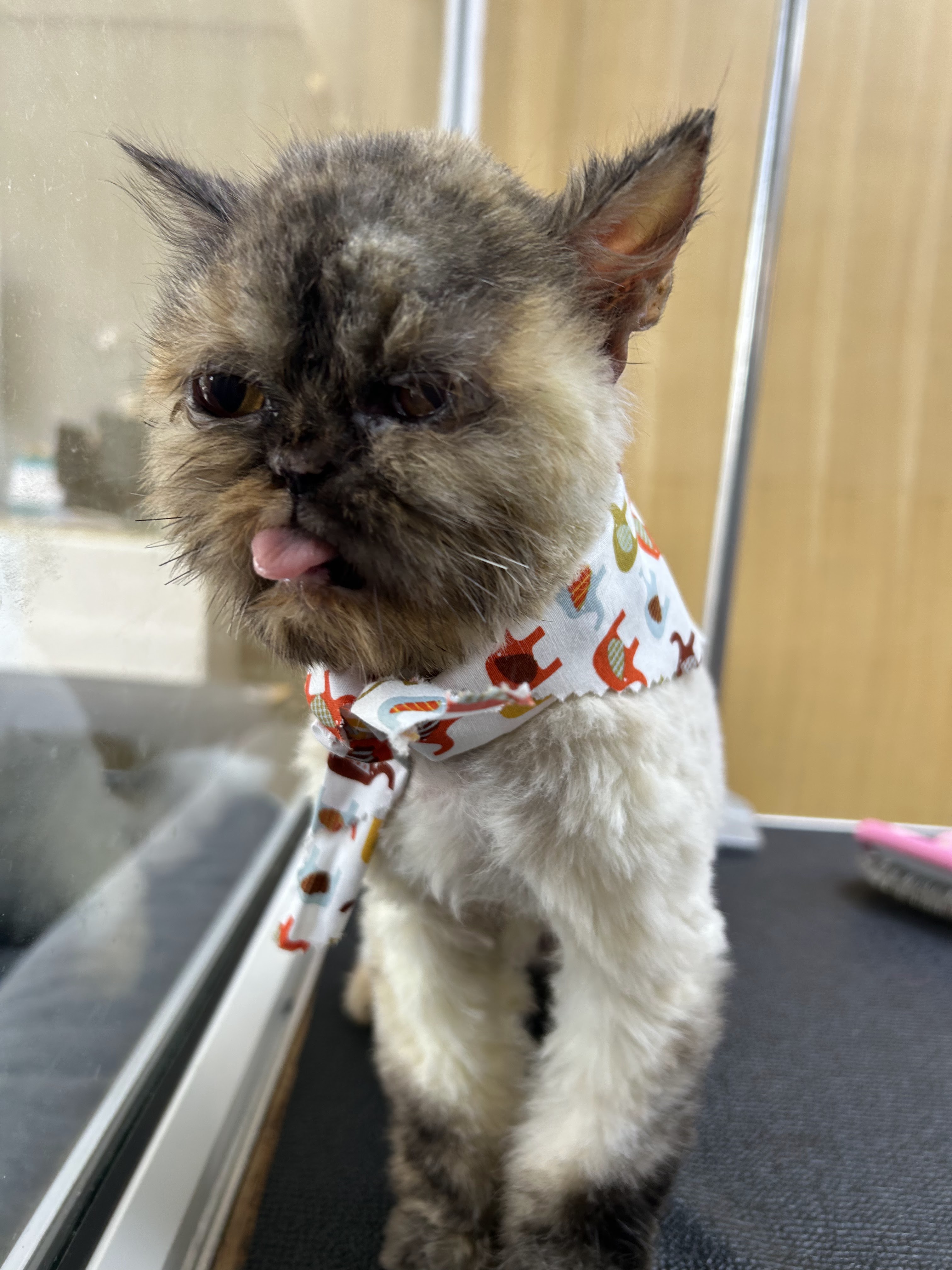 Animal Hospital has you