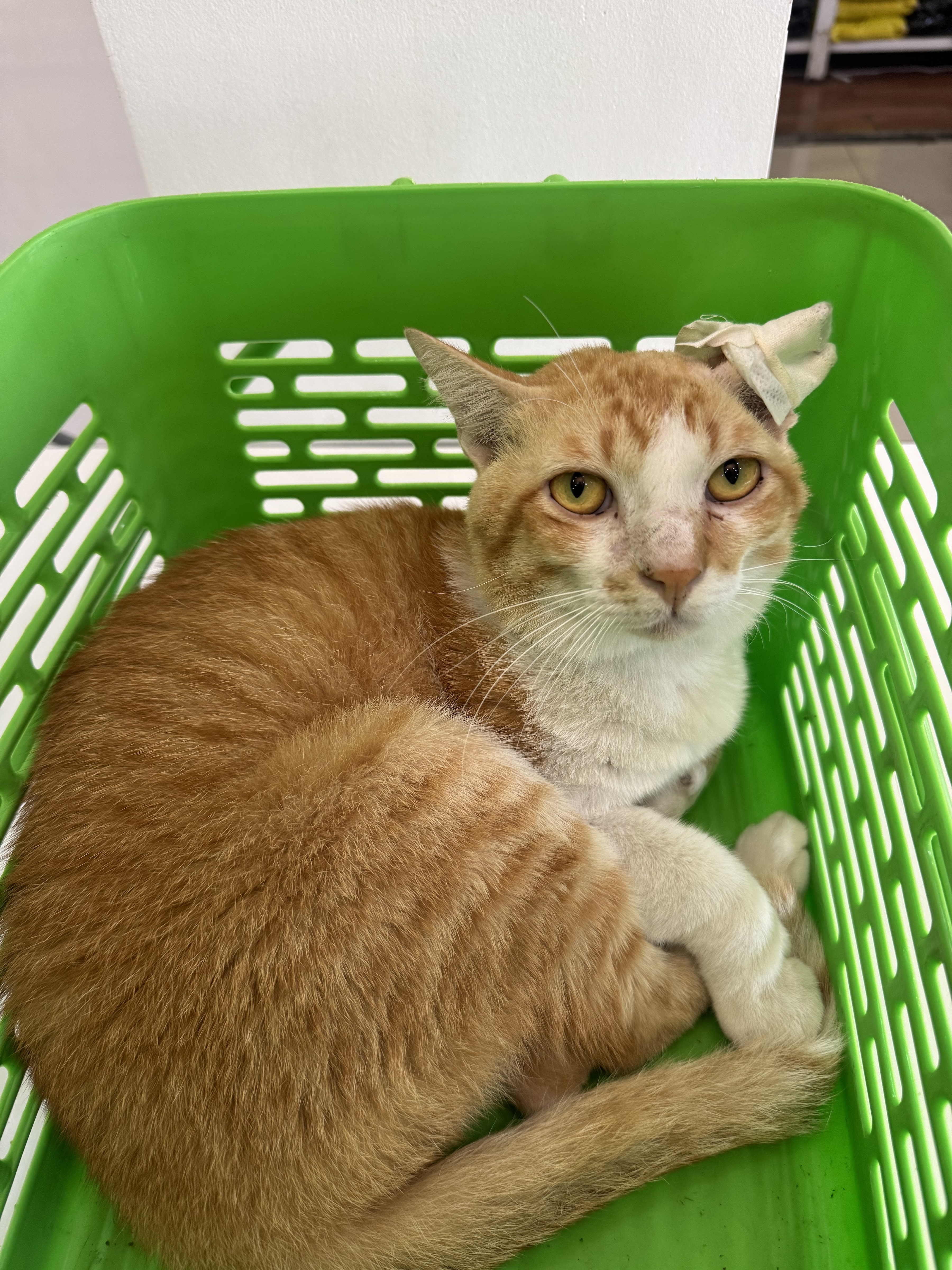 Wattanavej Animal Hospital
