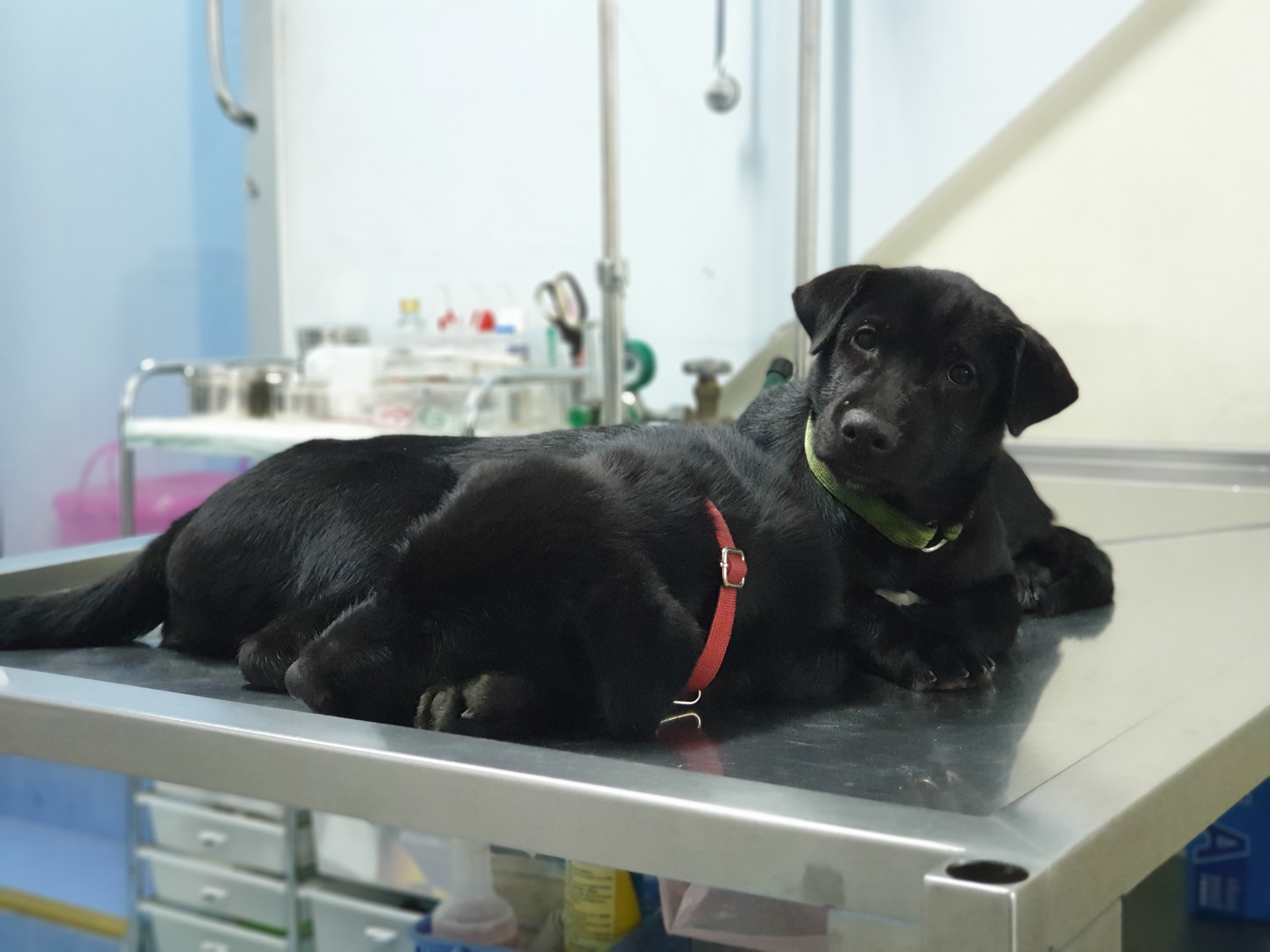 Ban Tha Sai Clinic Animal Treatment